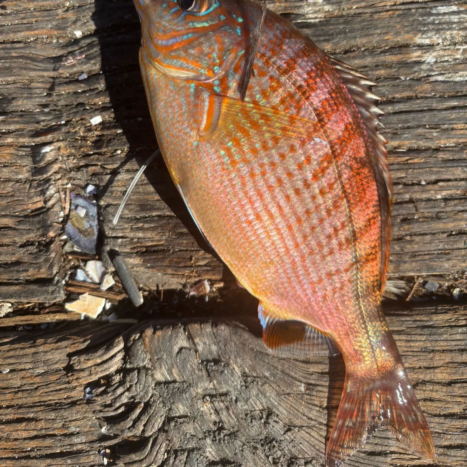 The most recent Rainbow surfperch catches on Fishbrain
