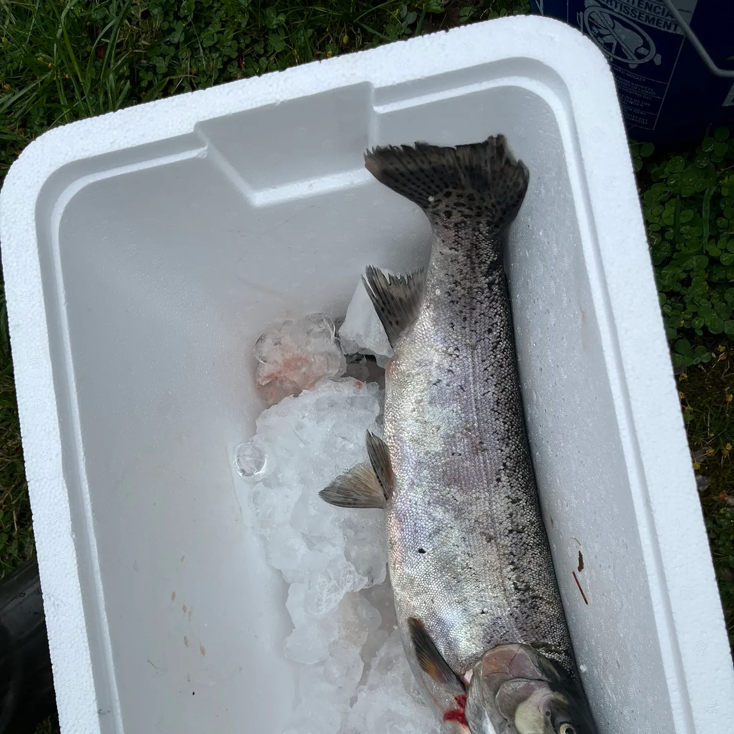 Rainbow trout caught on Fishbrain
