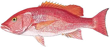 Silk snapper