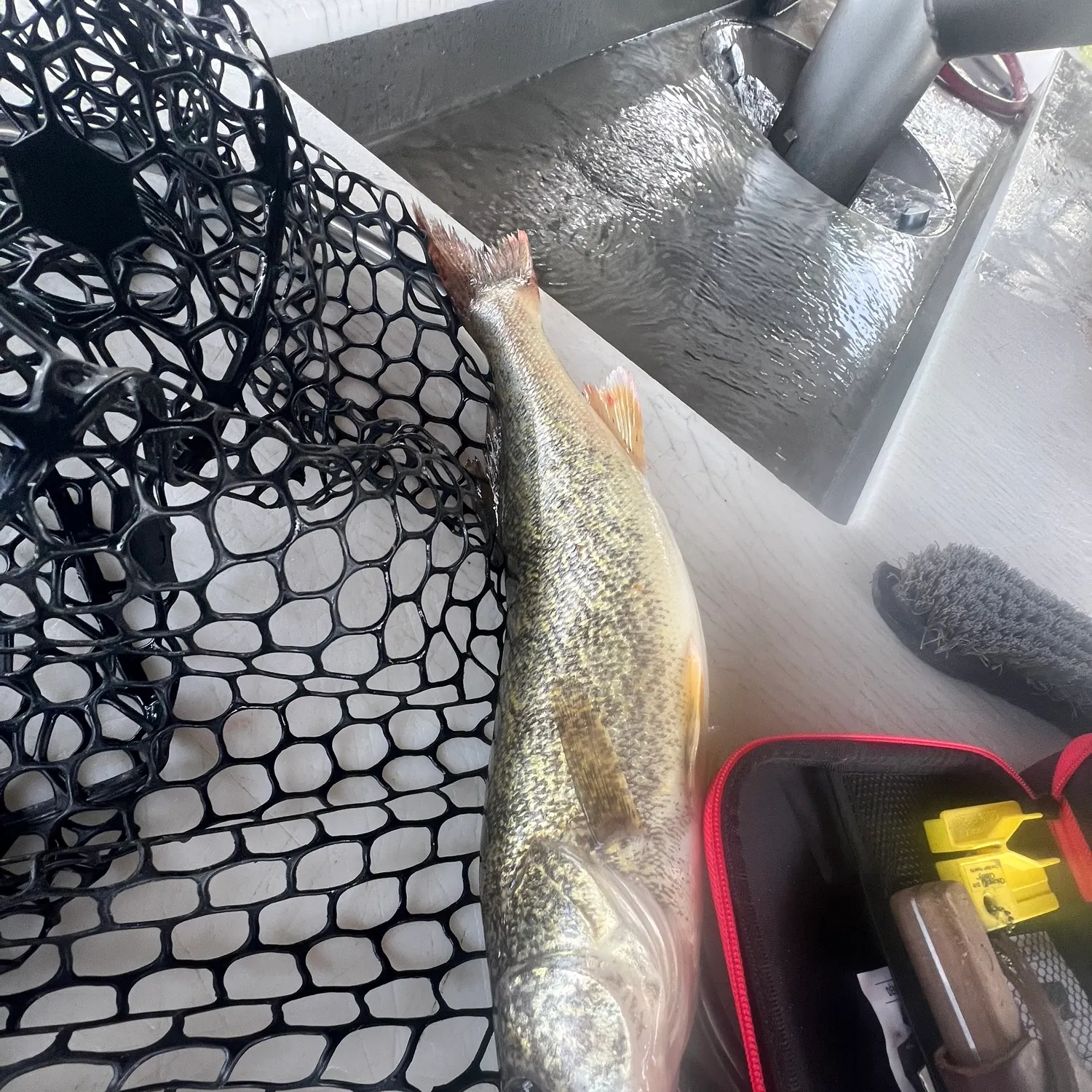 Walleye caught on Fishbrain