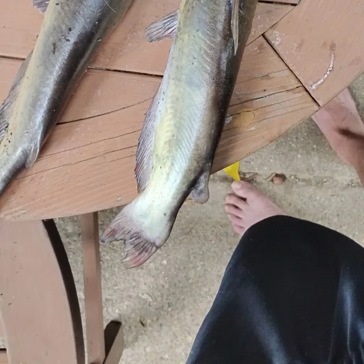 Channel catfish caught on Fishbrain