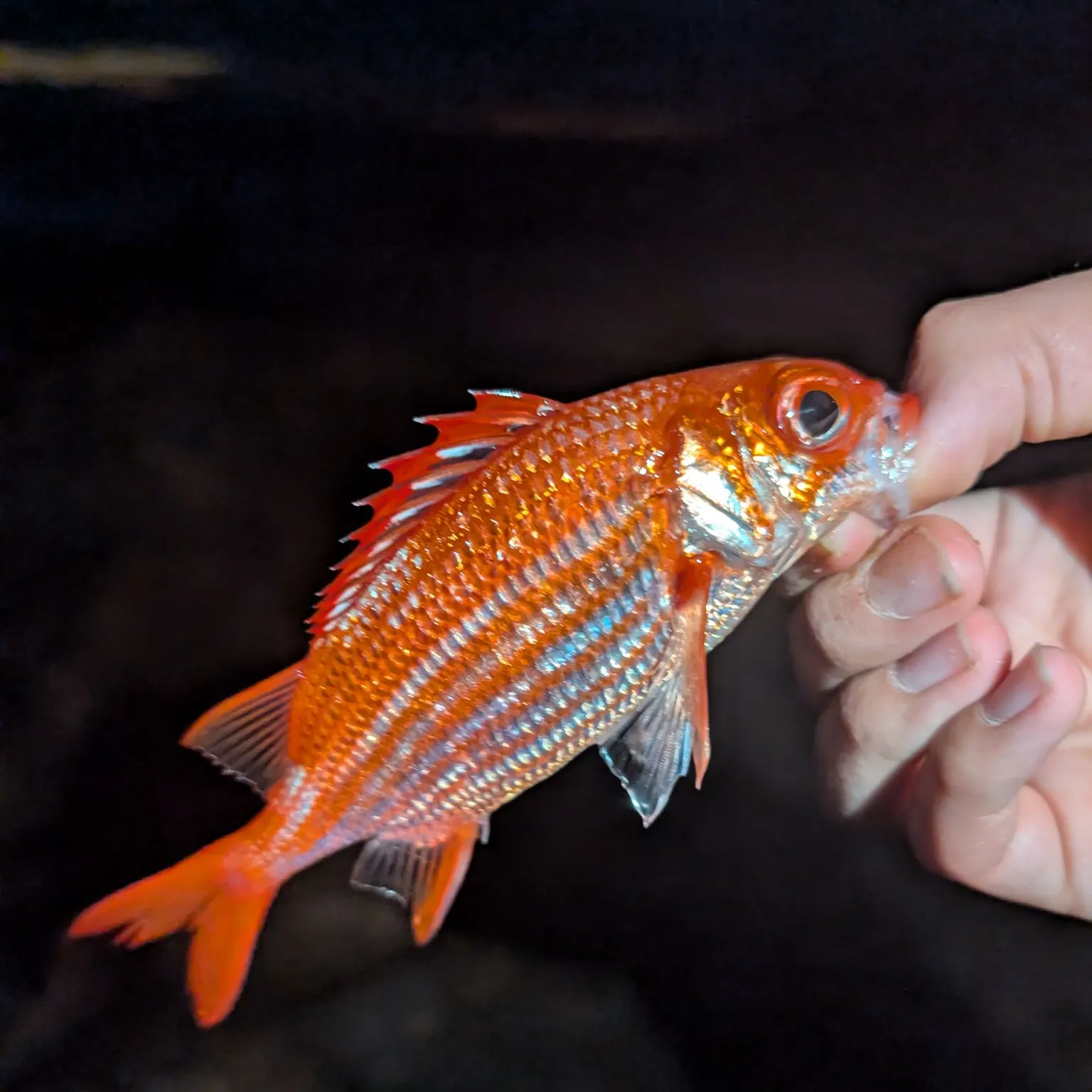 The most recent Speckled squirrelfish catches on Fishbrain