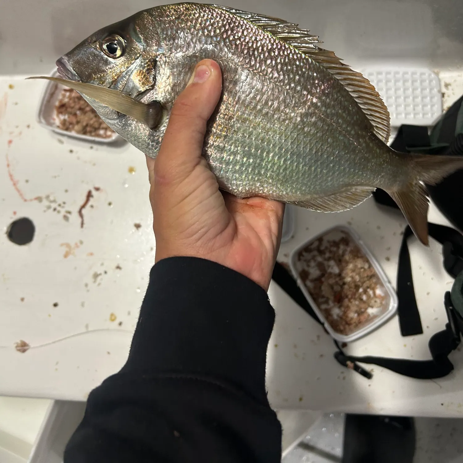 Scup caught on Fishbrain