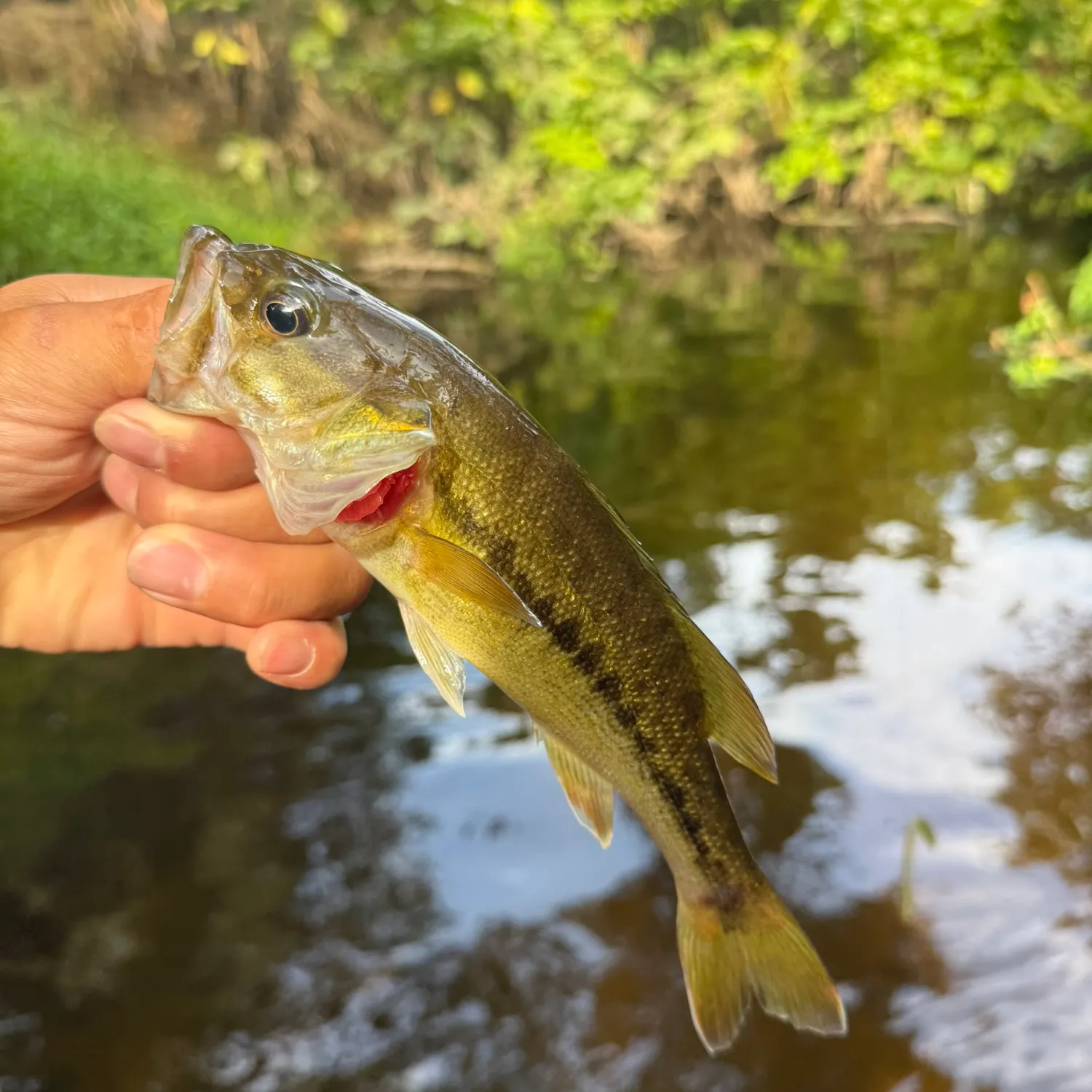 Spotted bass caught on Fishbrain