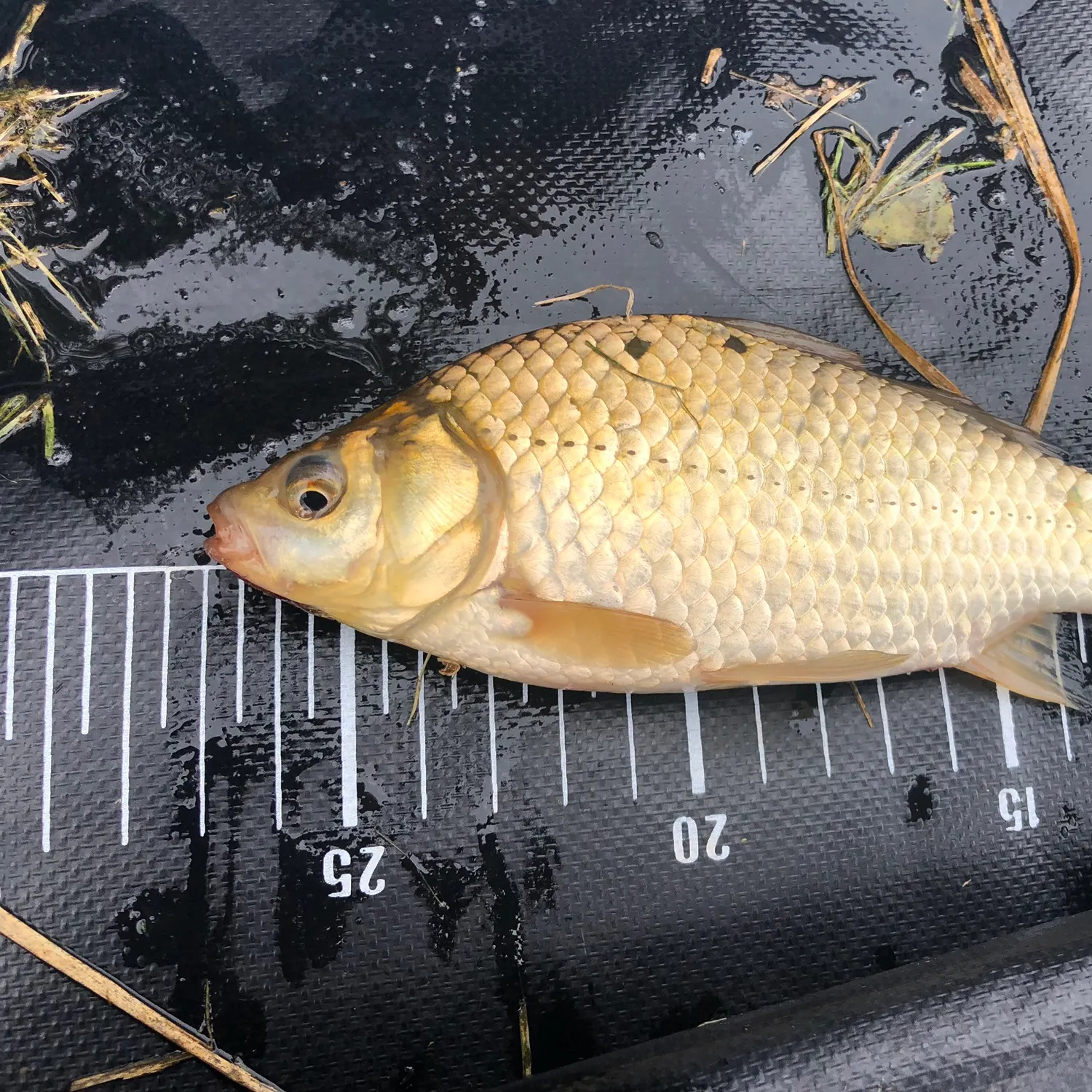 The most recent Prussian carp catches on Fishbrain