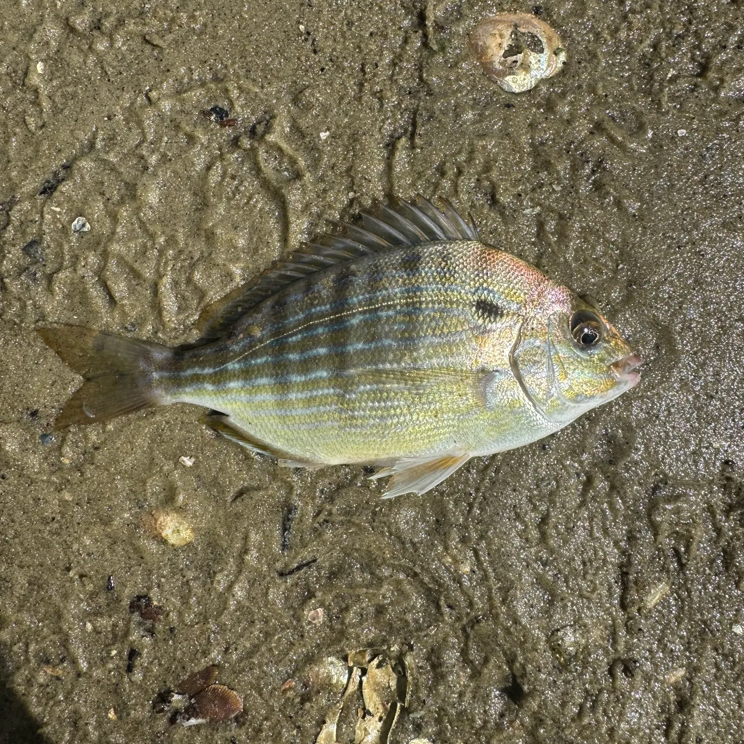Pinfish caught on Fishbrain