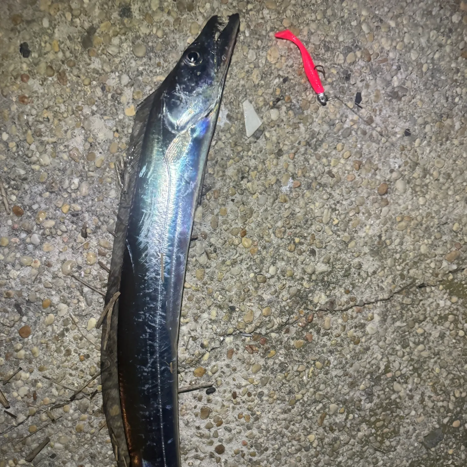 The most recent Atlantic cutlassfish catches on Fishbrain