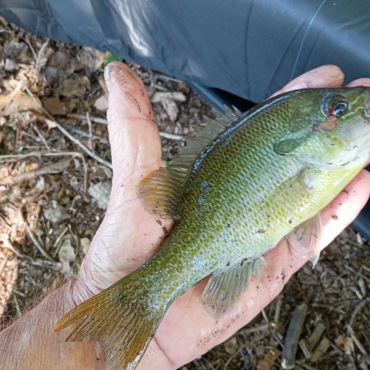 Redbreast sunfish caught on Fishbrain