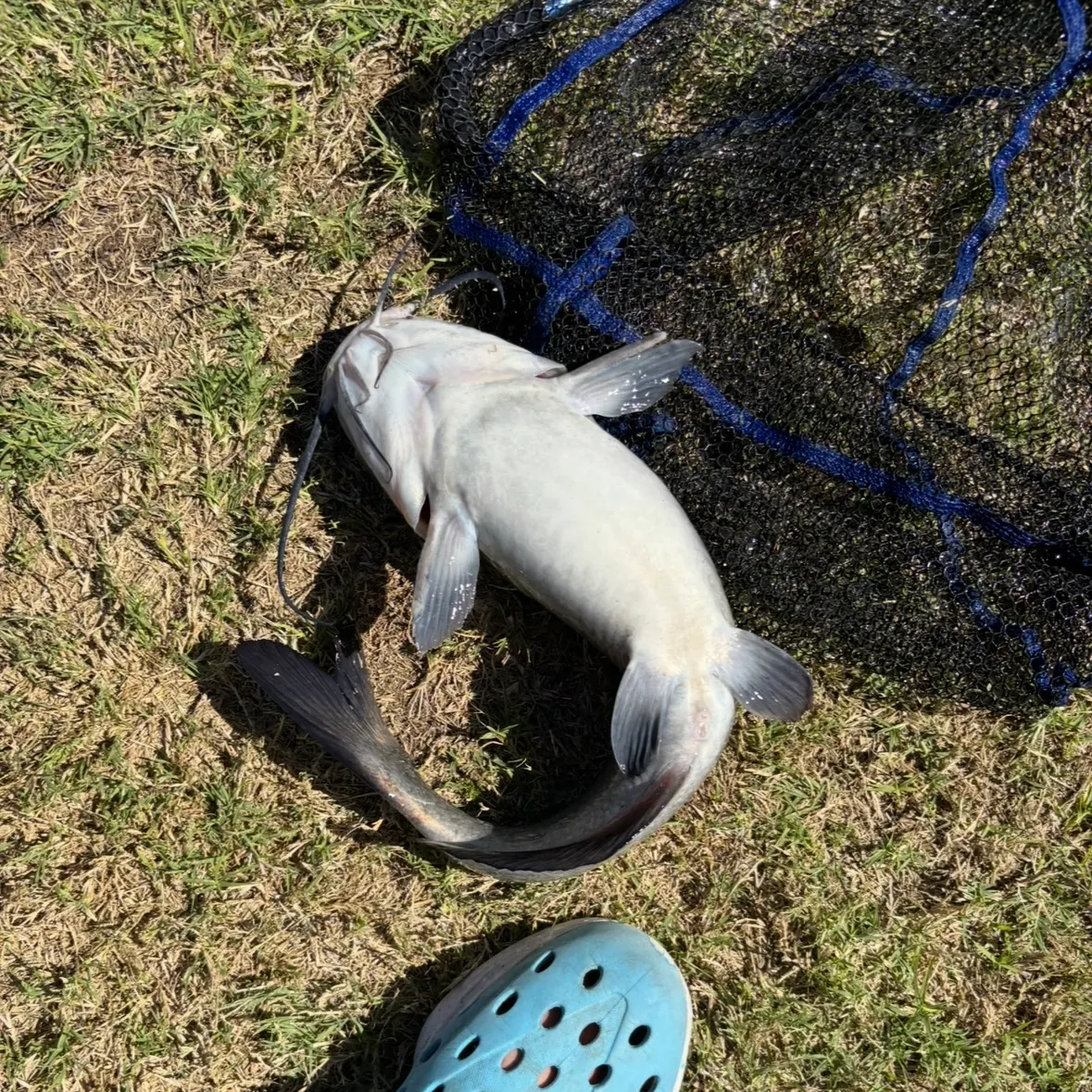 Channel catfish caught on Fishbrain