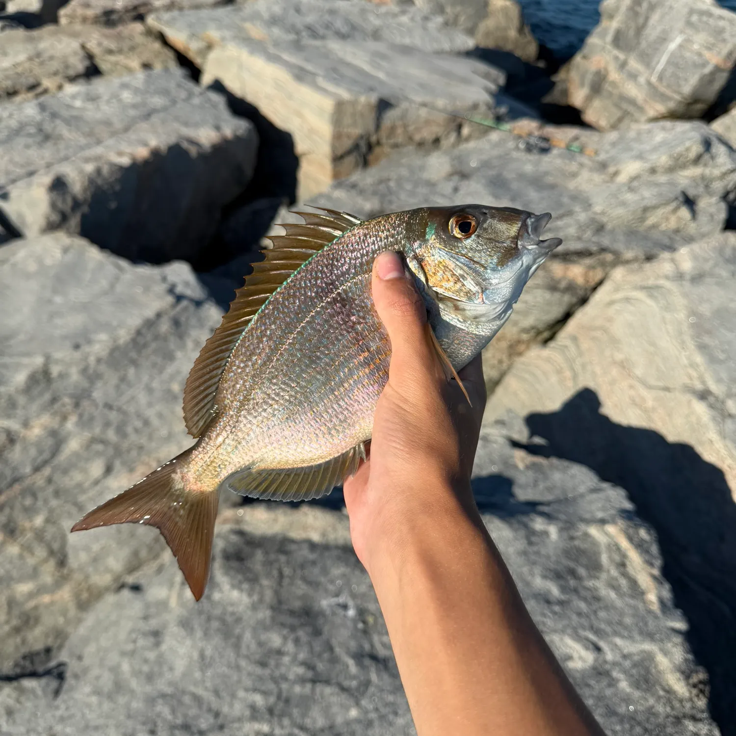 Scup caught on Fishbrain