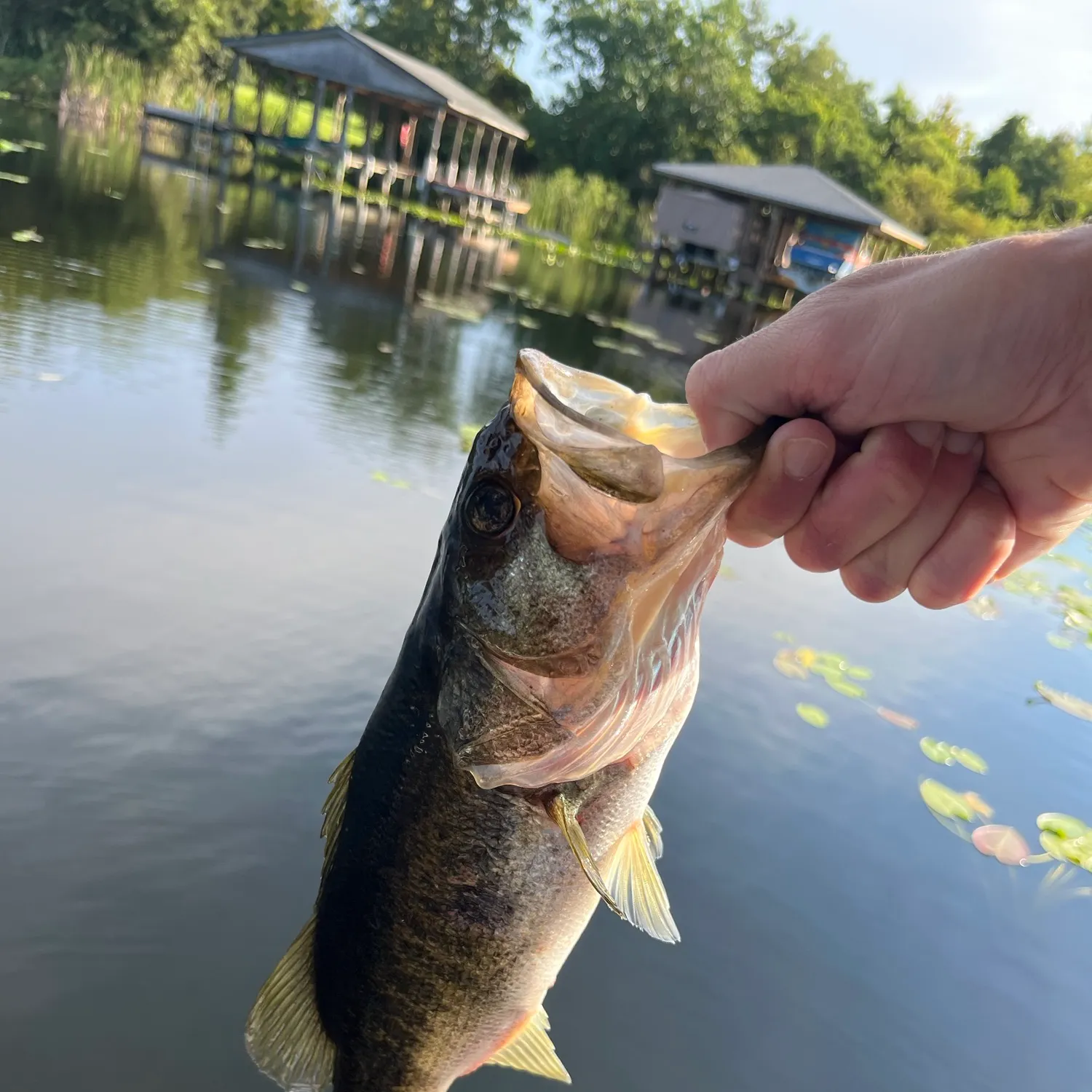 Largemouth bass caught on Fishbrain