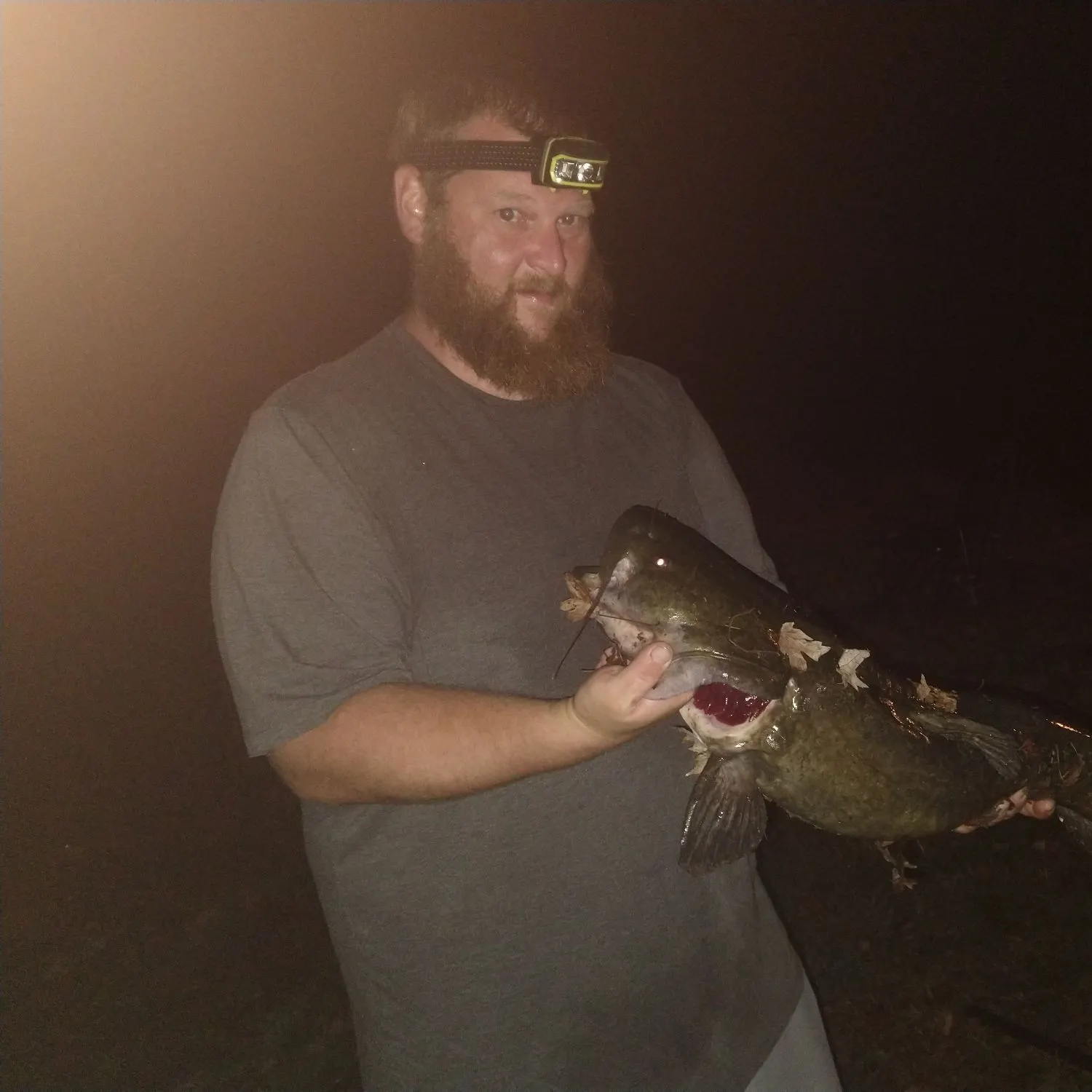 Flathead catfish caught on Fishbrain