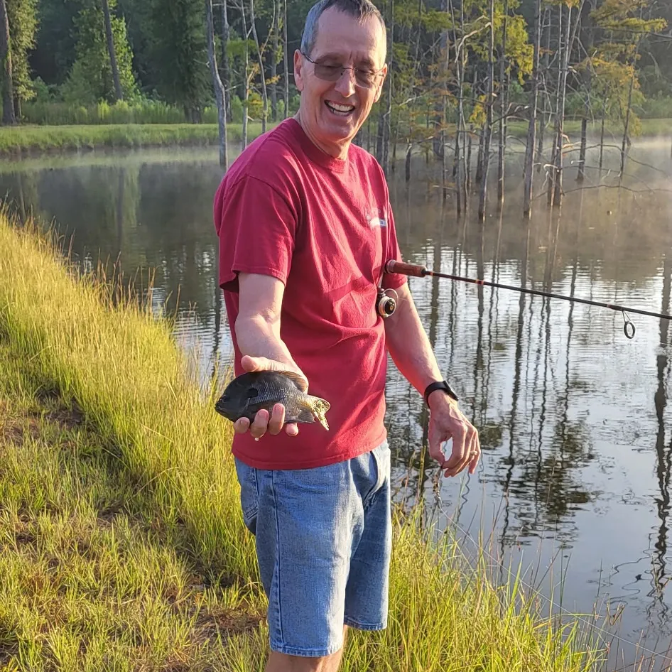 The most recent Redeye bass catches on Fishbrain