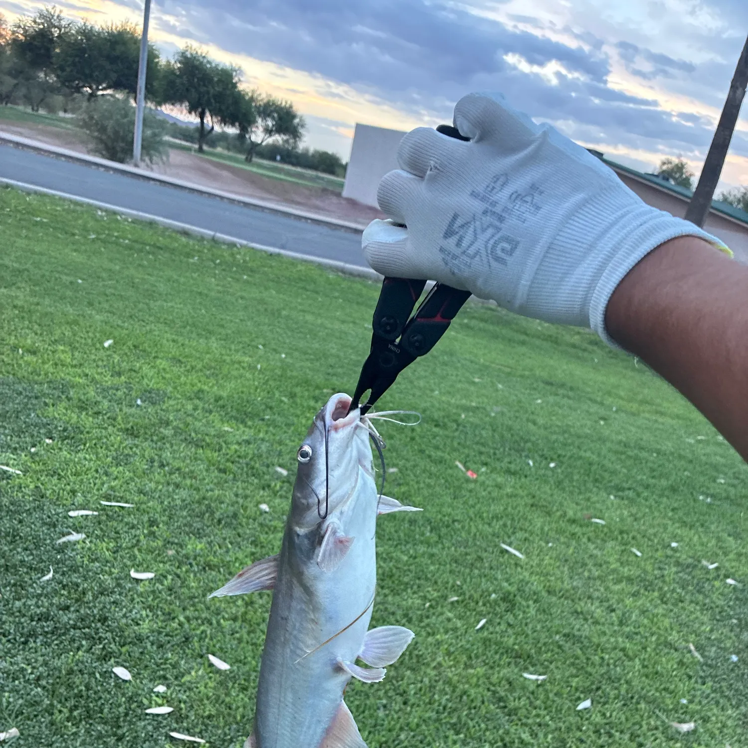 catch