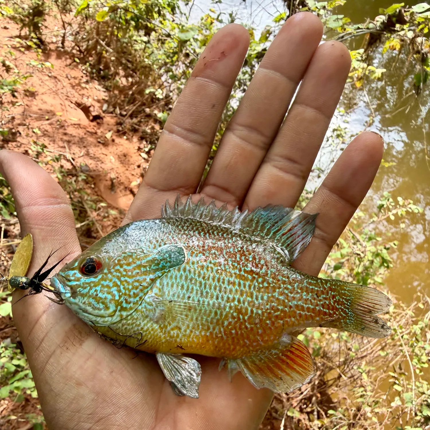 The most recent Plains longear sunfish catches on Fishbrain