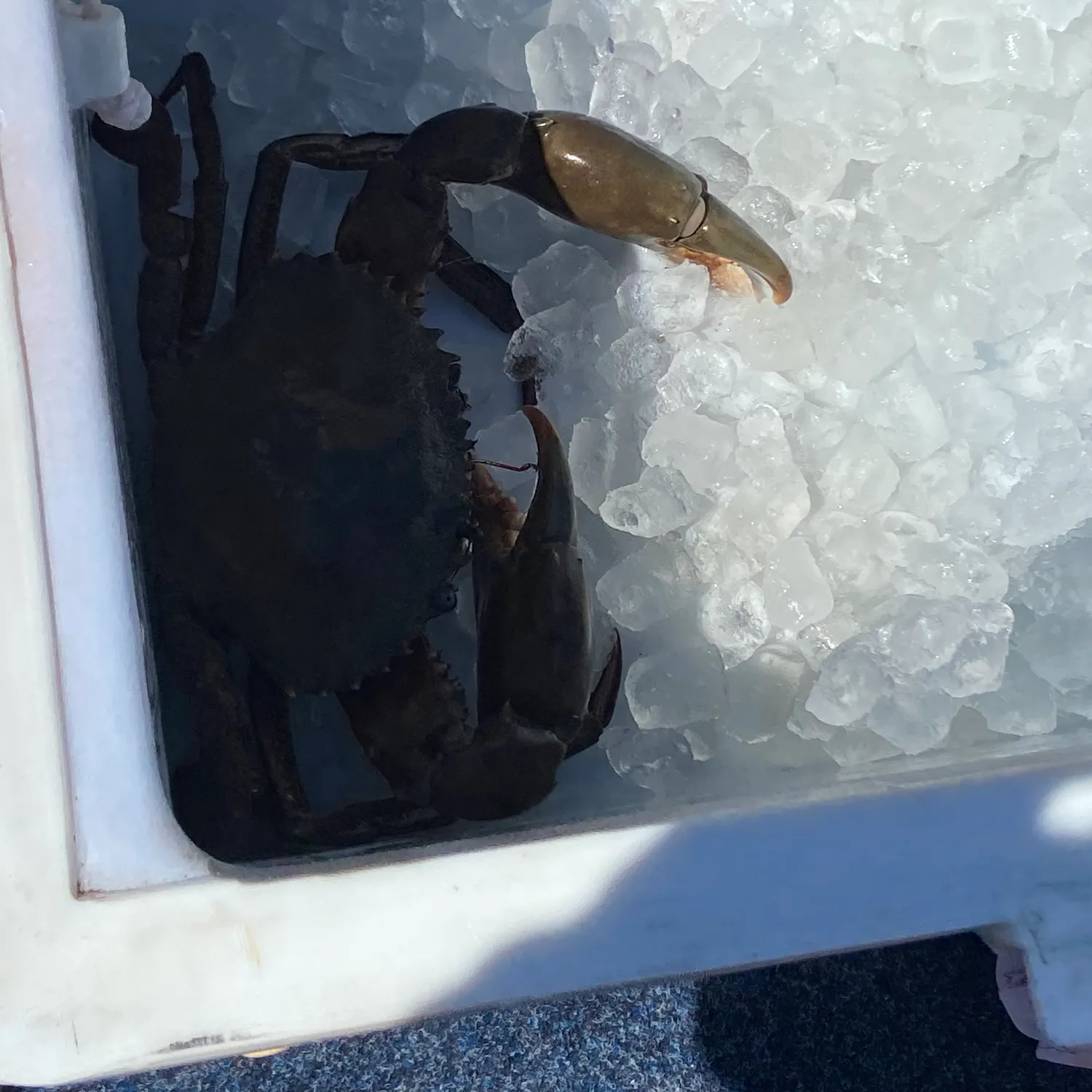 The most recent Giant mud crab catches on Fishbrain