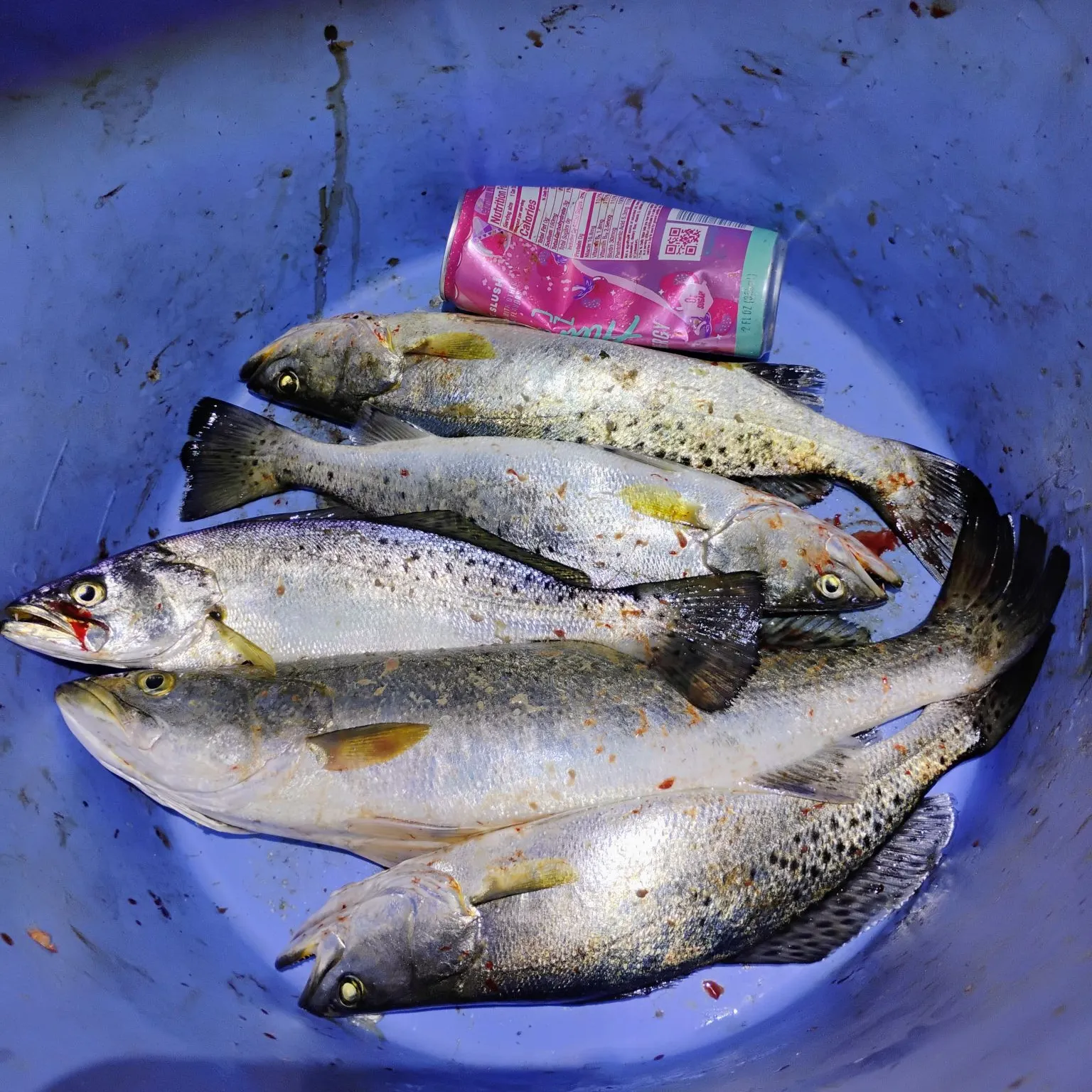 recently logged catches