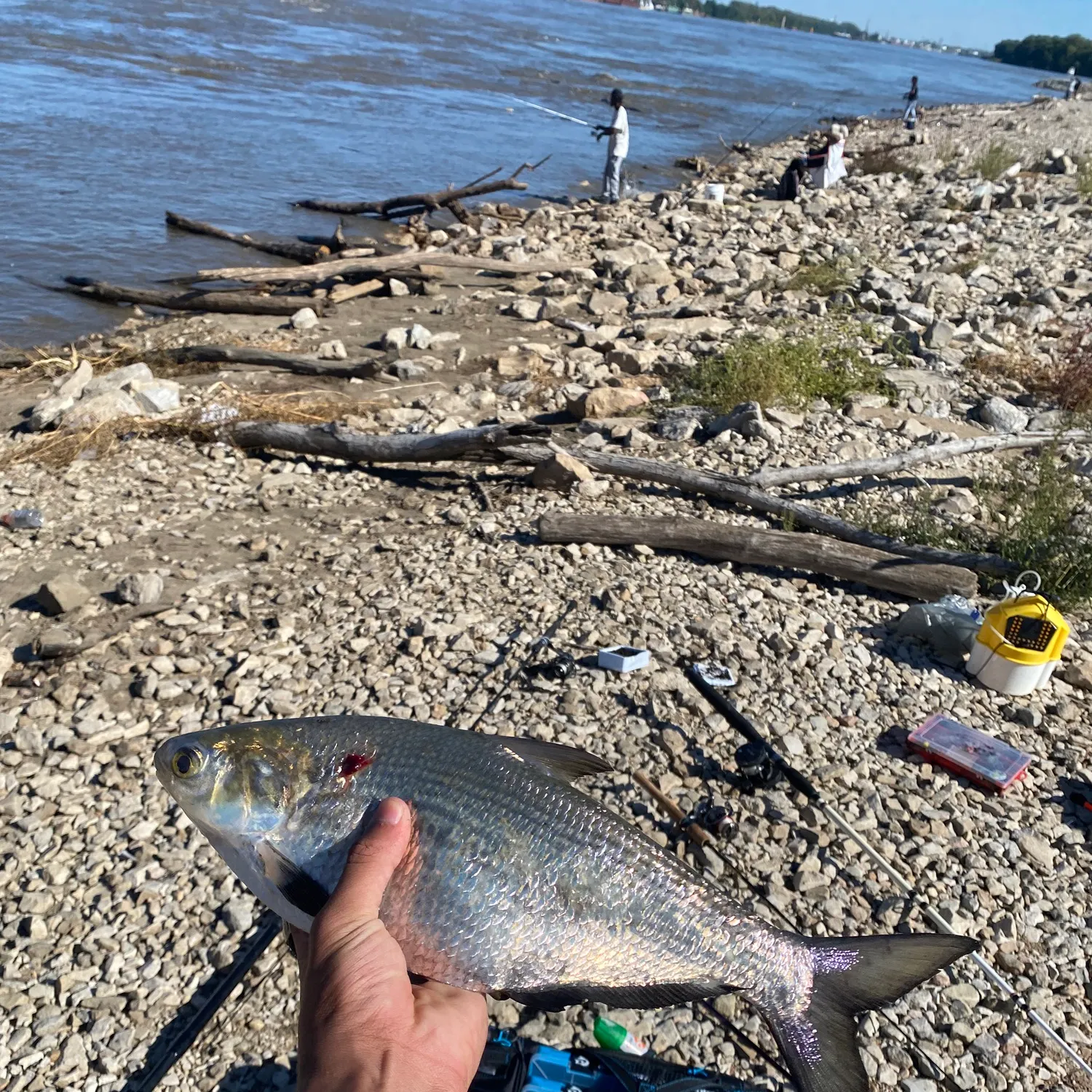 The most recent American shad catches on Fishbrain