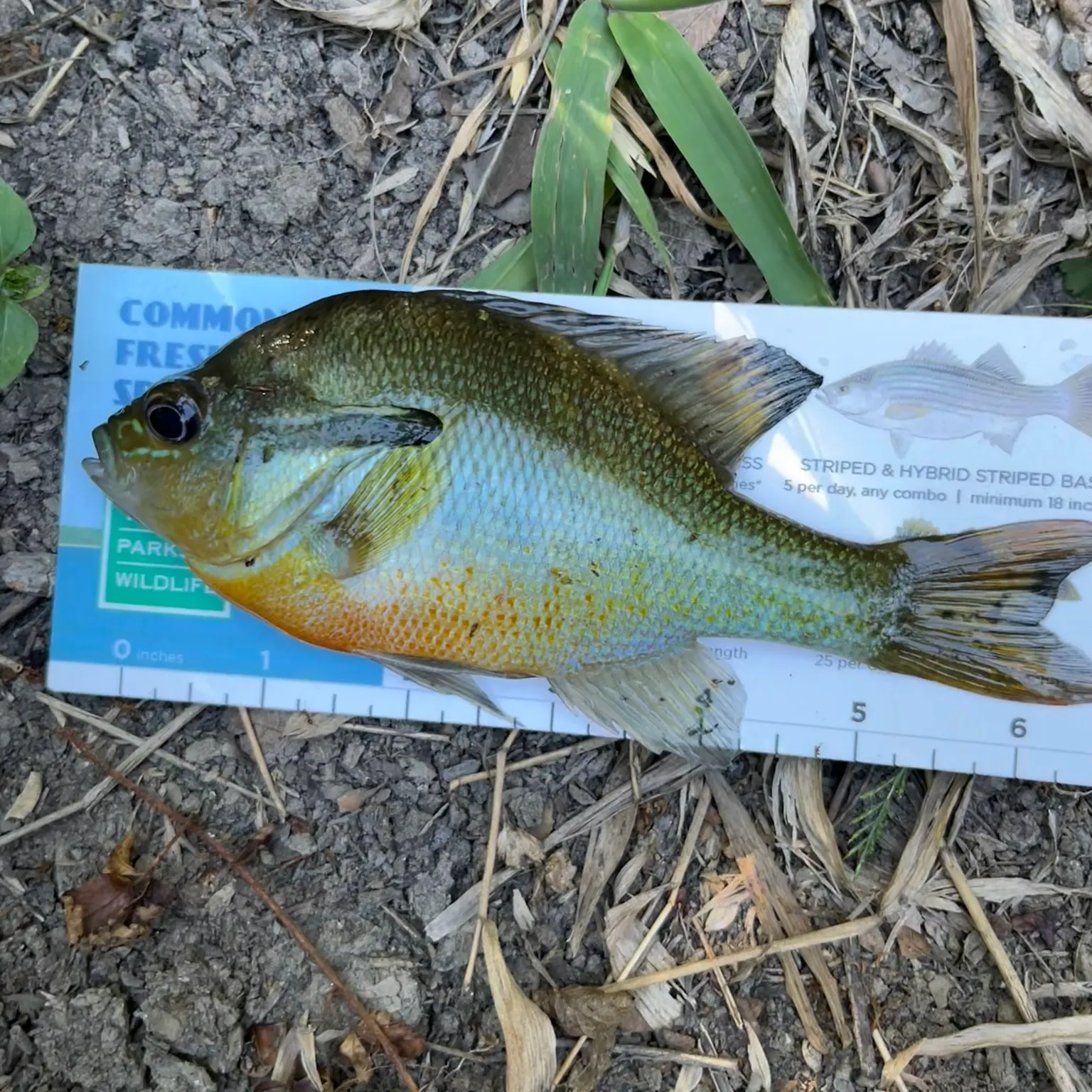 The most recent Redbreast sunfish catches on Fishbrain