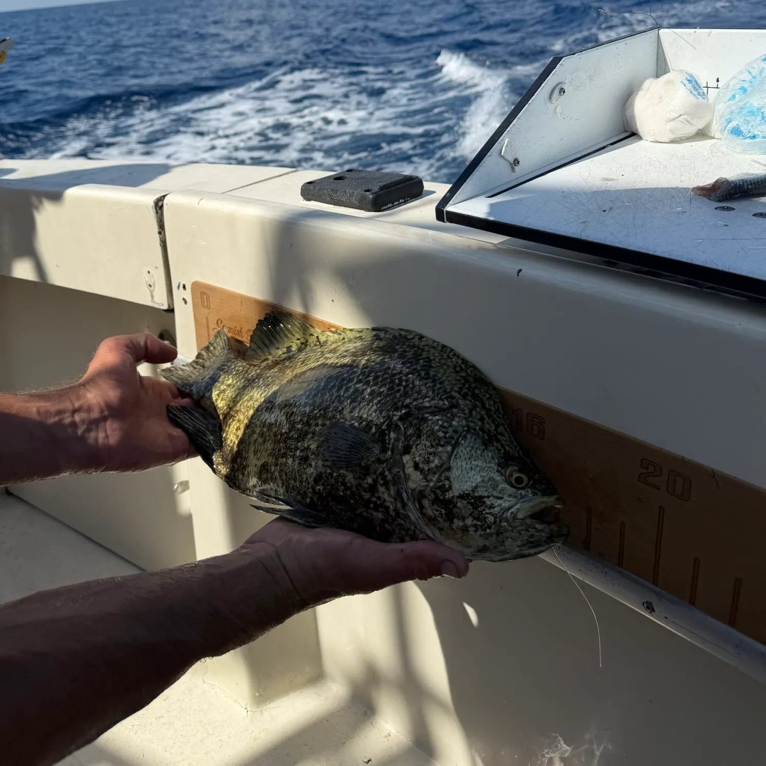 The most recent Atlantic tripletail catches on Fishbrain