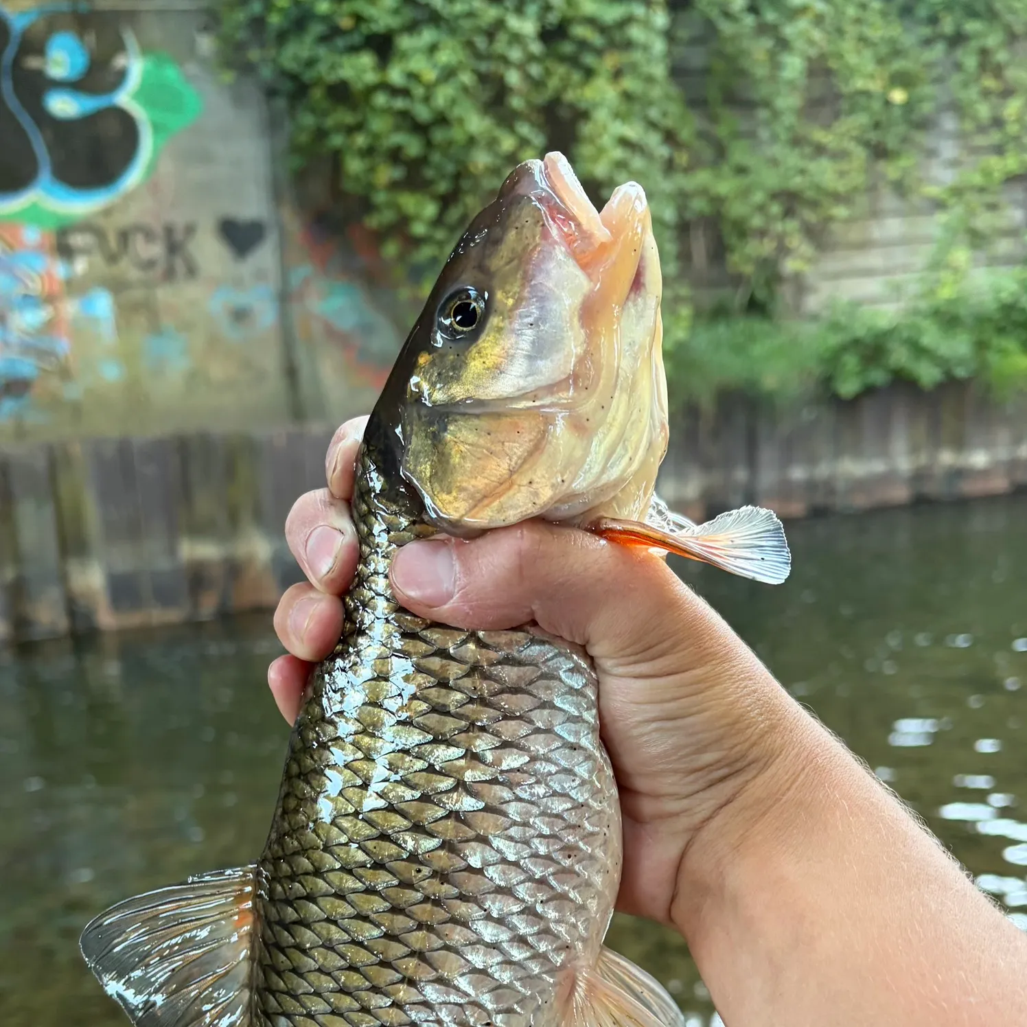 Fallfish caught on Fishbrain