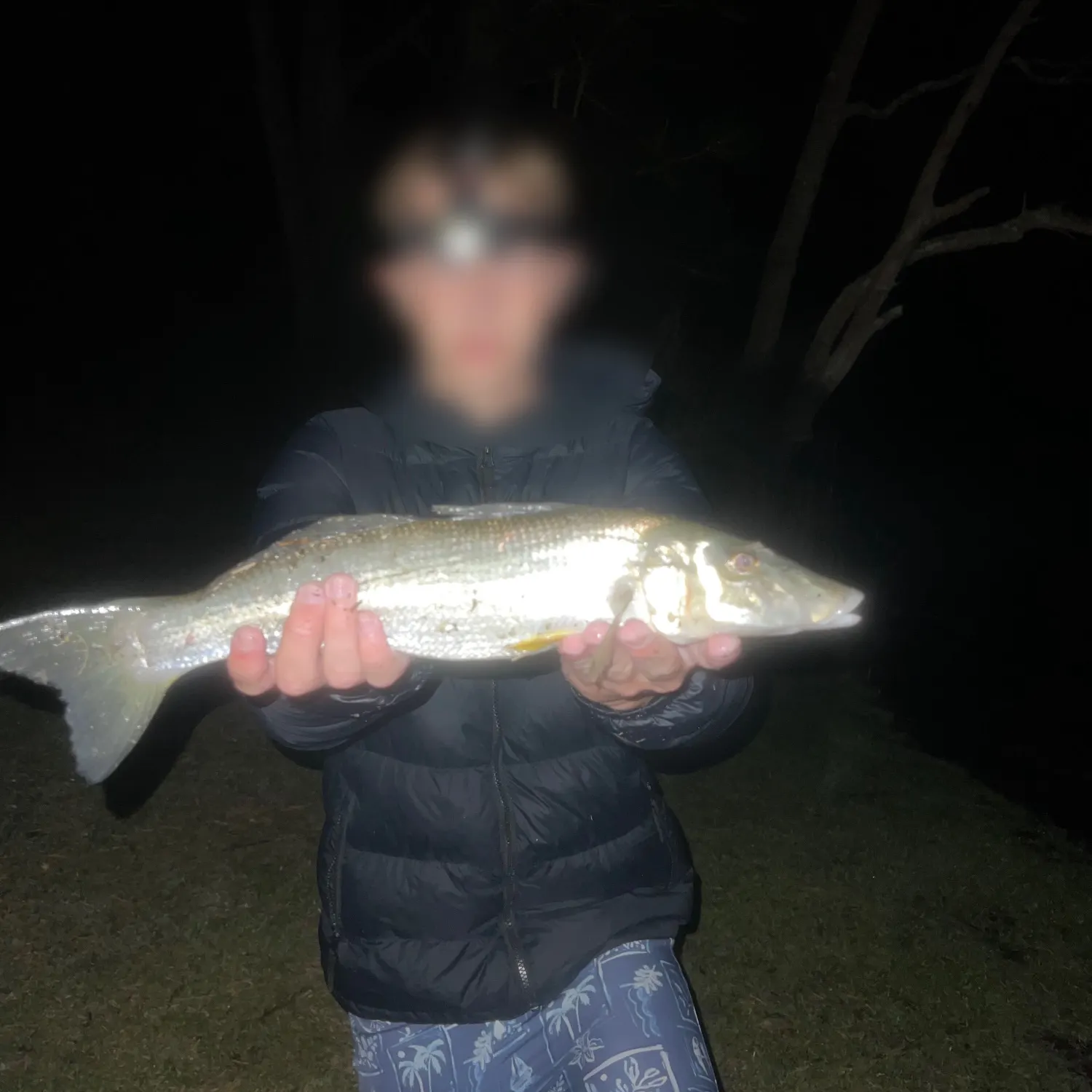 The most recent Sand sillago catches on Fishbrain