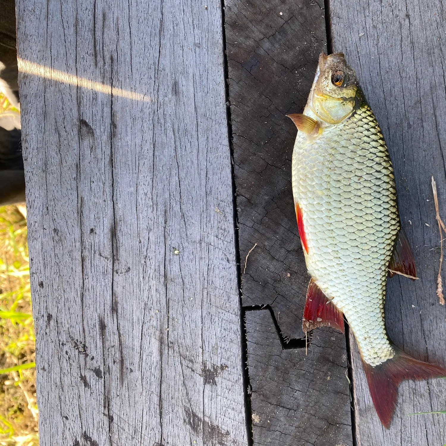 Common rudd caught on Fishbrain