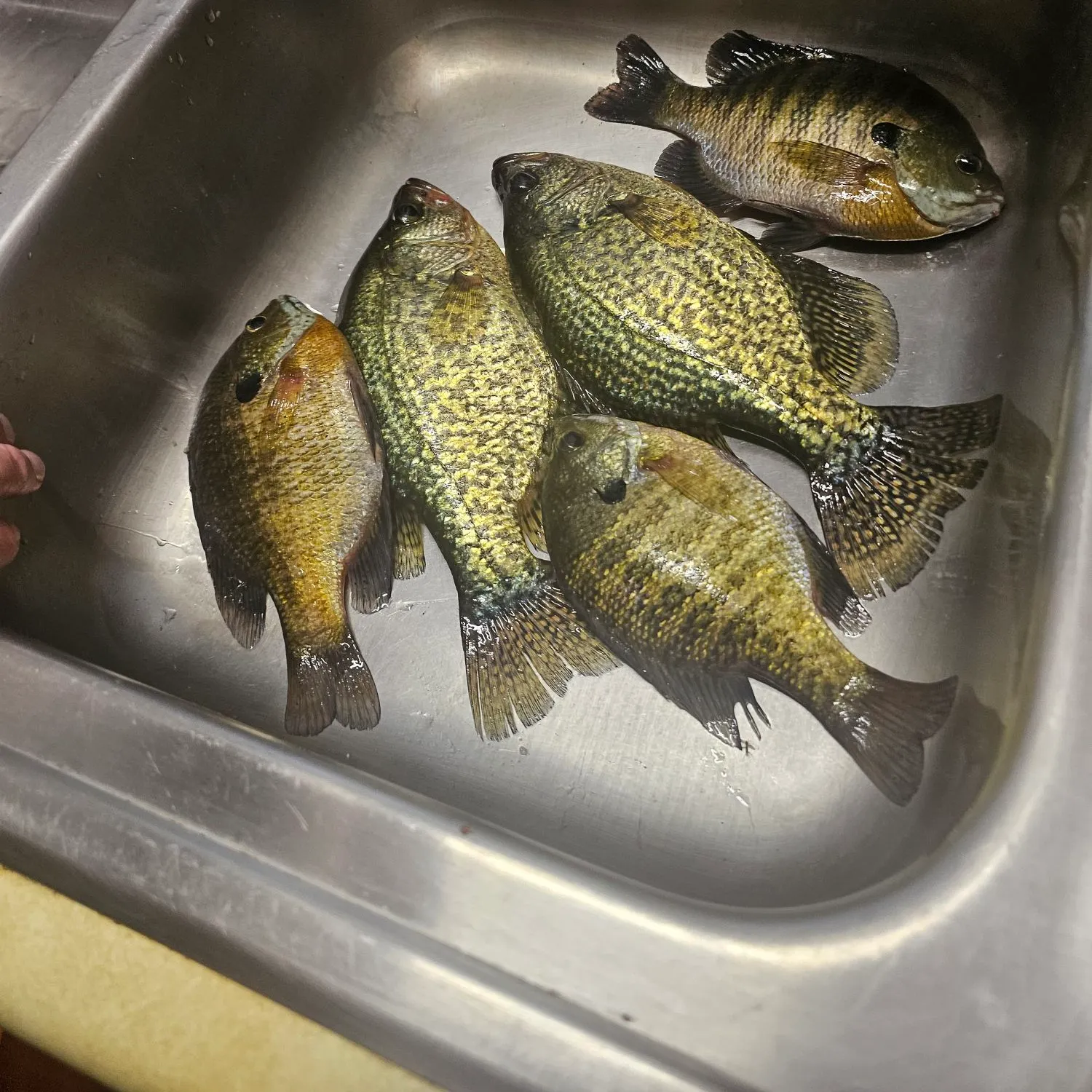 Fish caught on Fishbrain