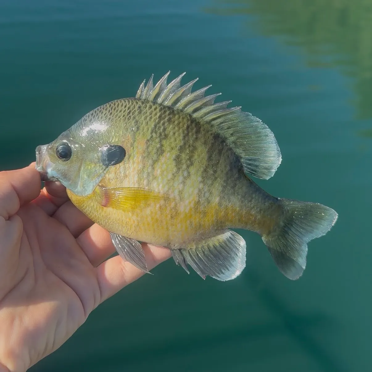 Bluegill caught on Fishbrain