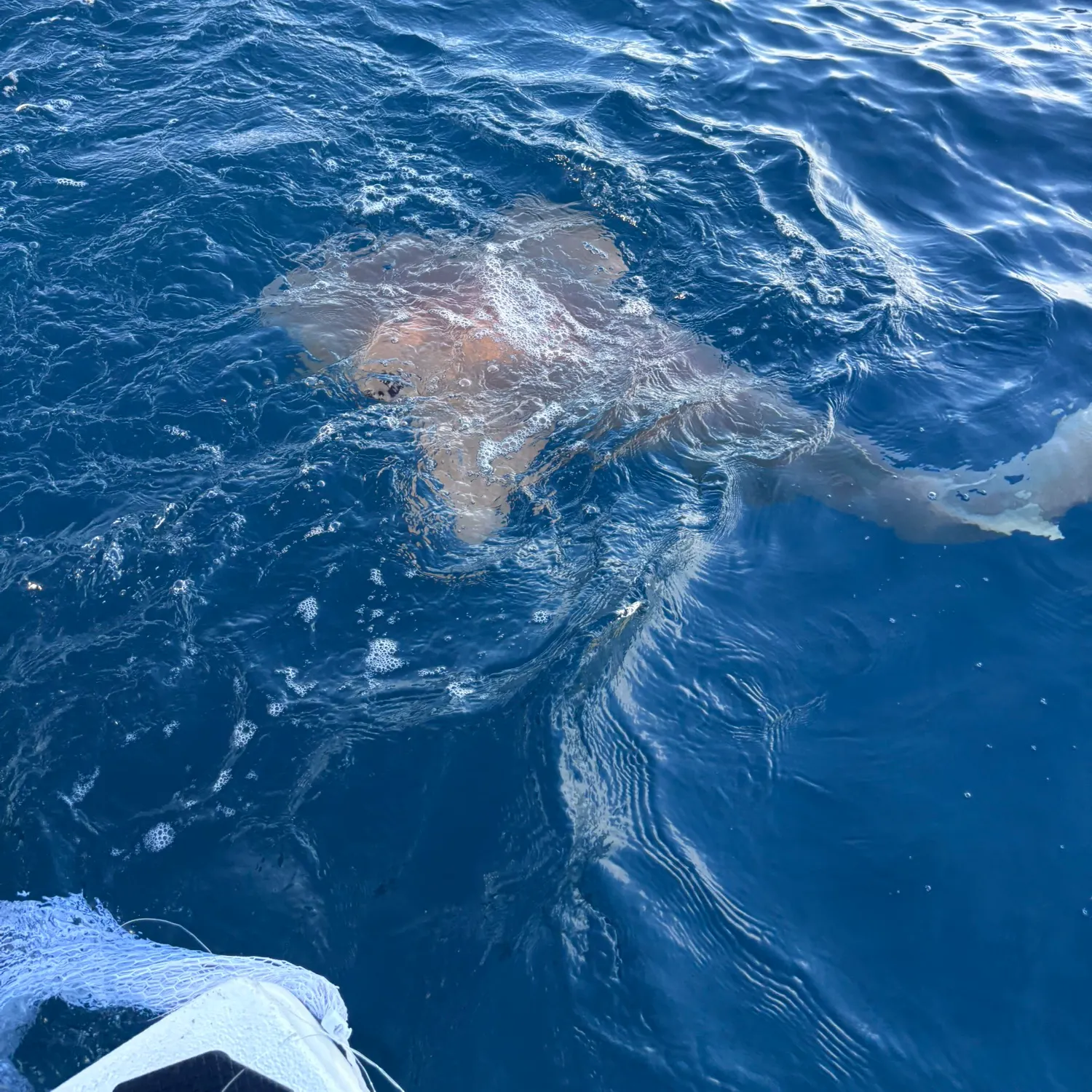 The most recent Nurse shark catches on Fishbrain