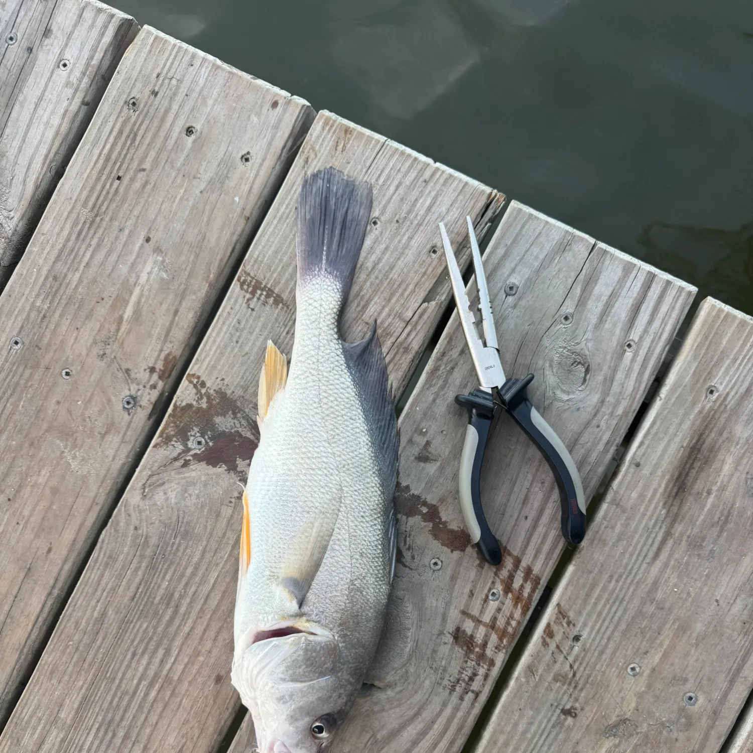 Freshwater drum caught on Fishbrain