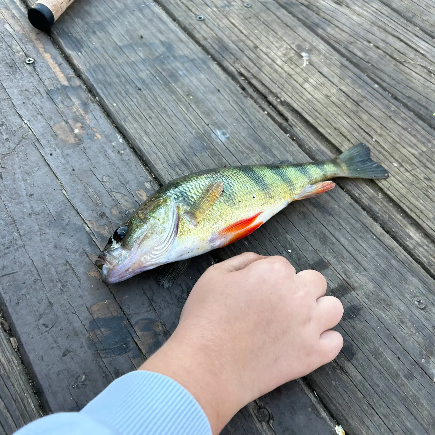 Yellow perch caught on Fishbrain
