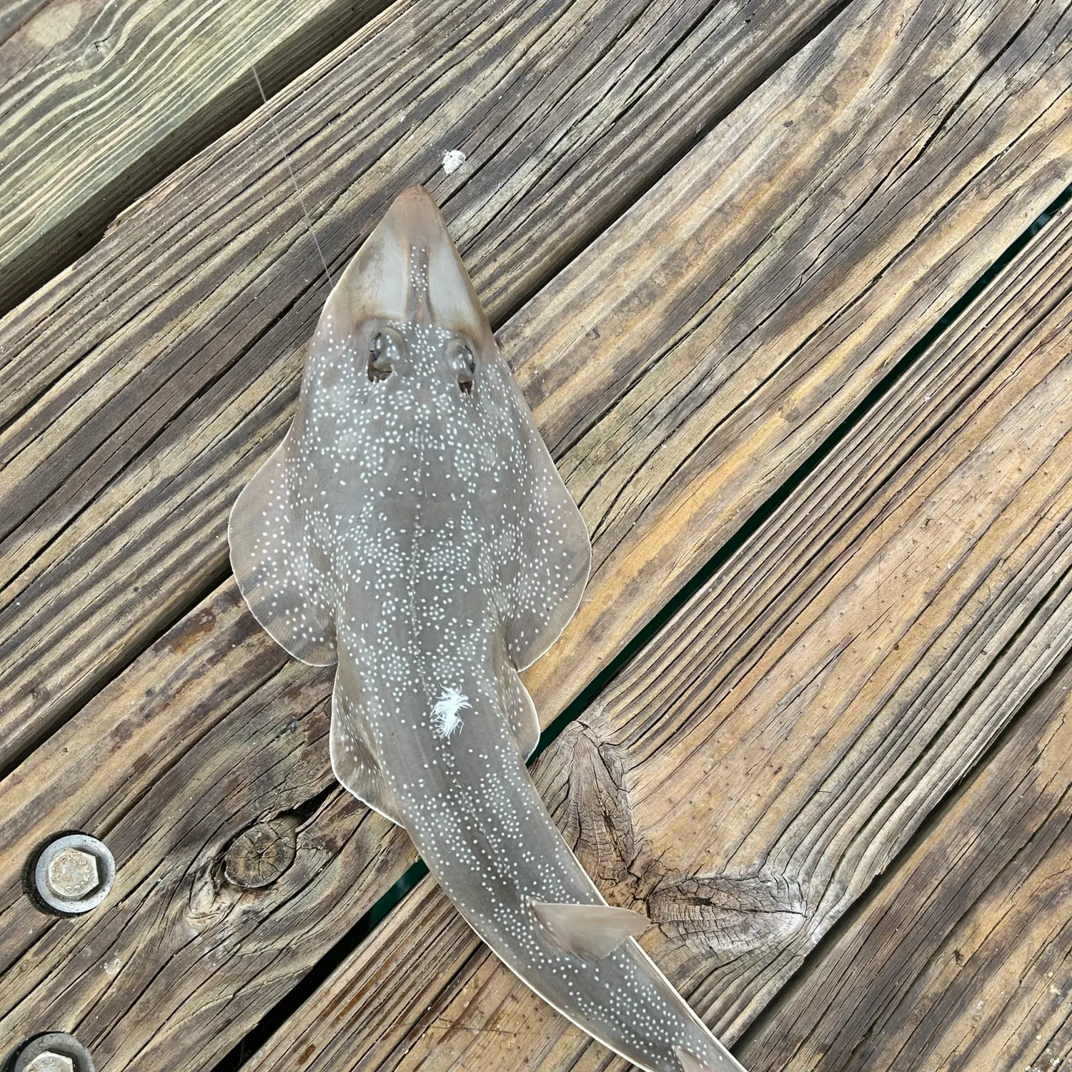 The most recent Atlantic shovelnose guitarfish catches on Fishbrain