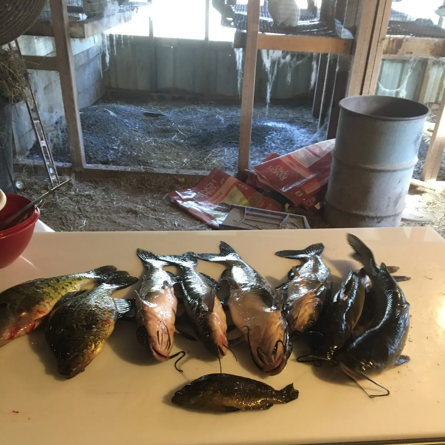 recently logged catches