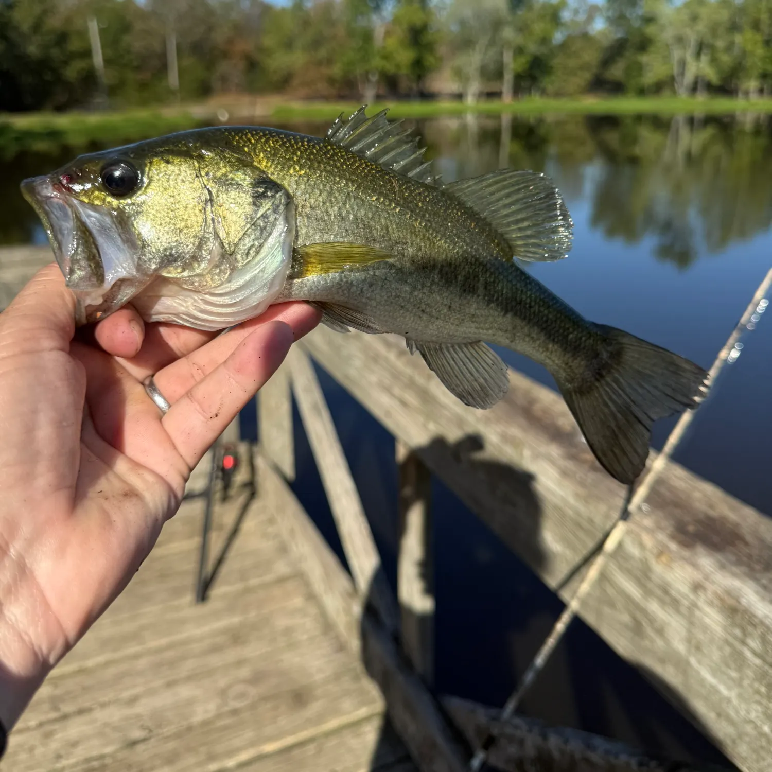 Largemouth bass caught on Fishbrain
