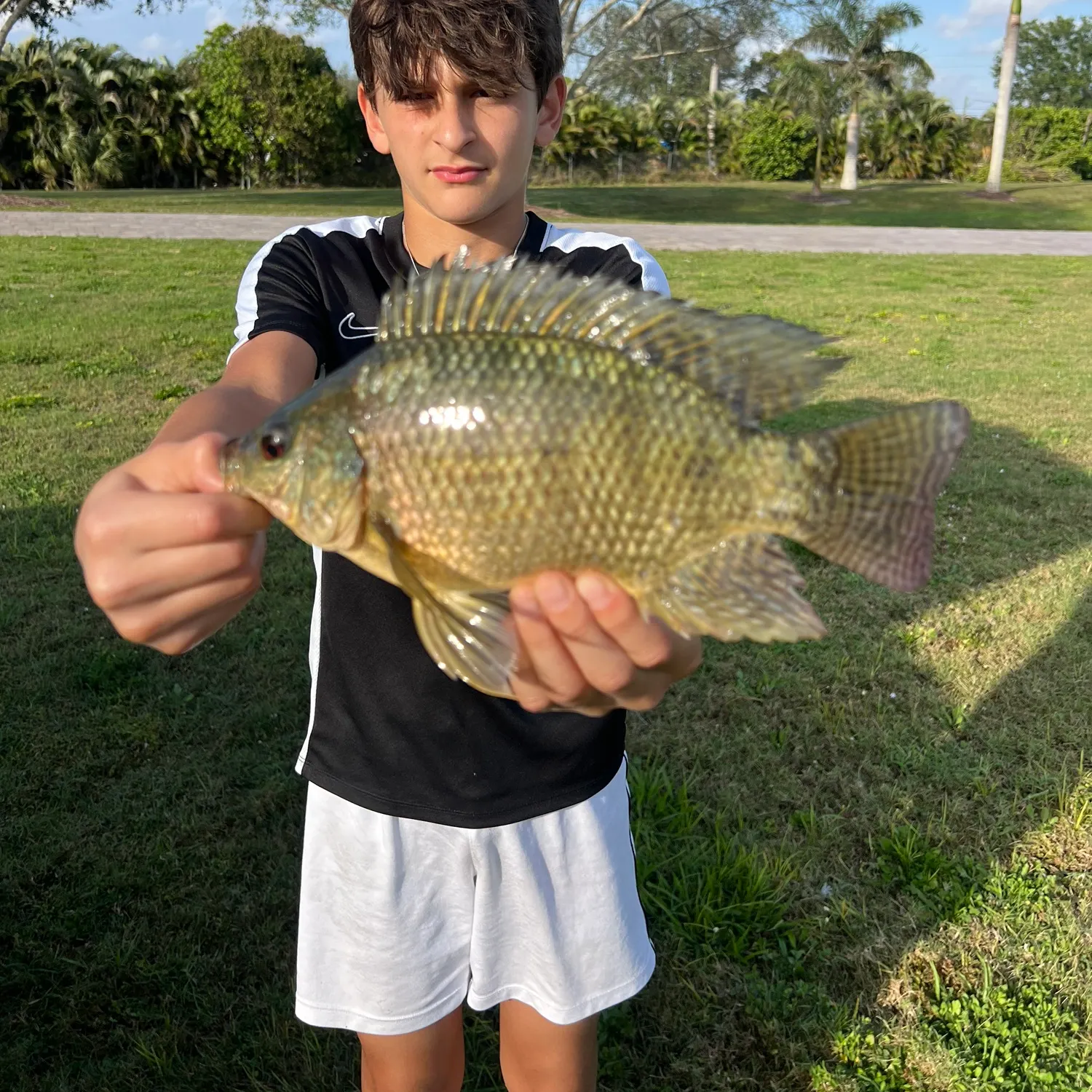 The most popular recent Blackchin Tilapia catch on Fishbrain