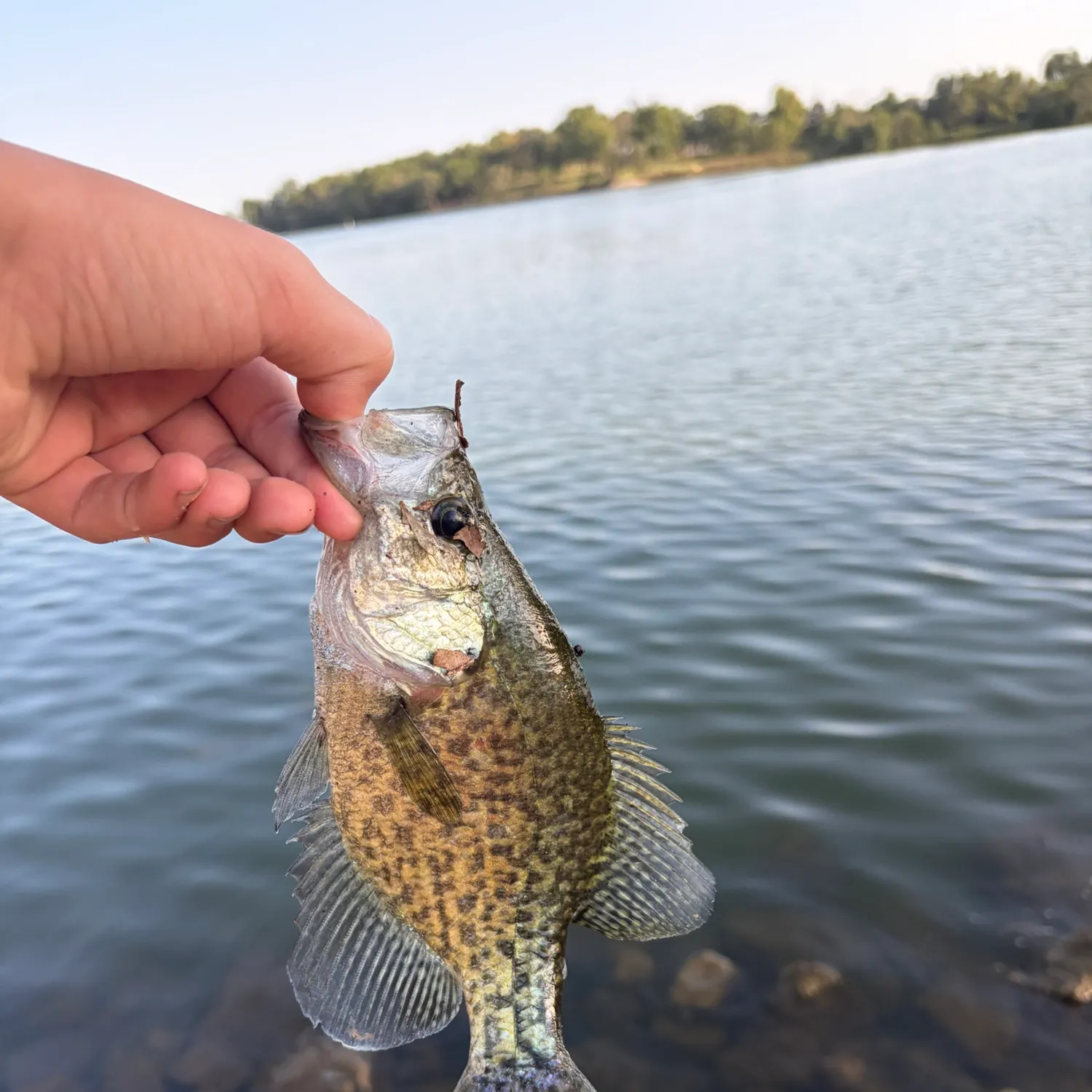 Black crappie caught on Fishbrain