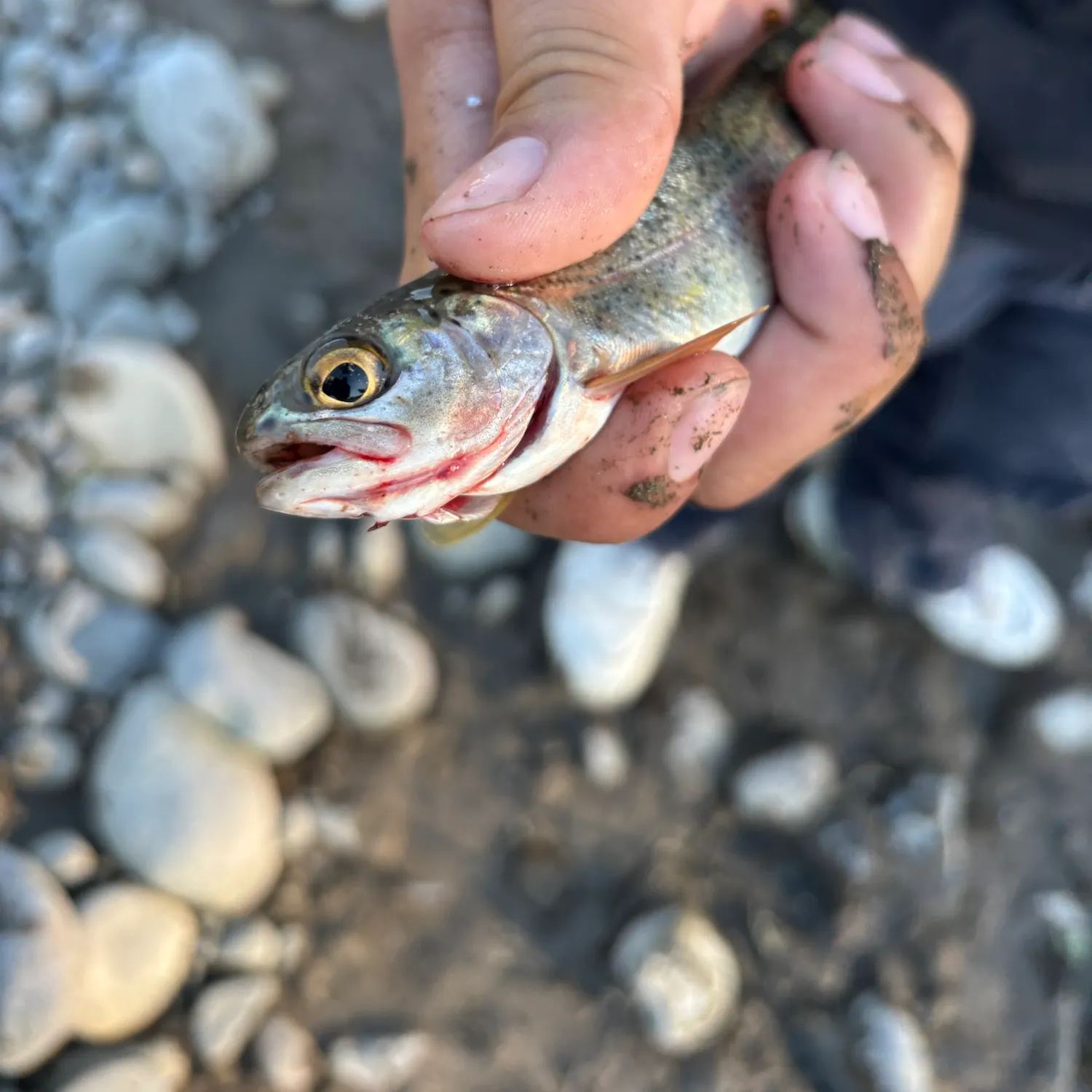 Fish caught on Fishbrain
