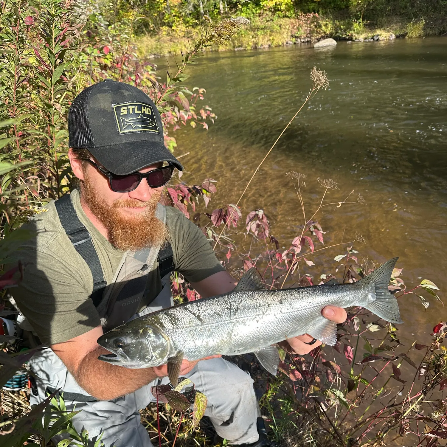 Coho salmon caught on Fishbrain
