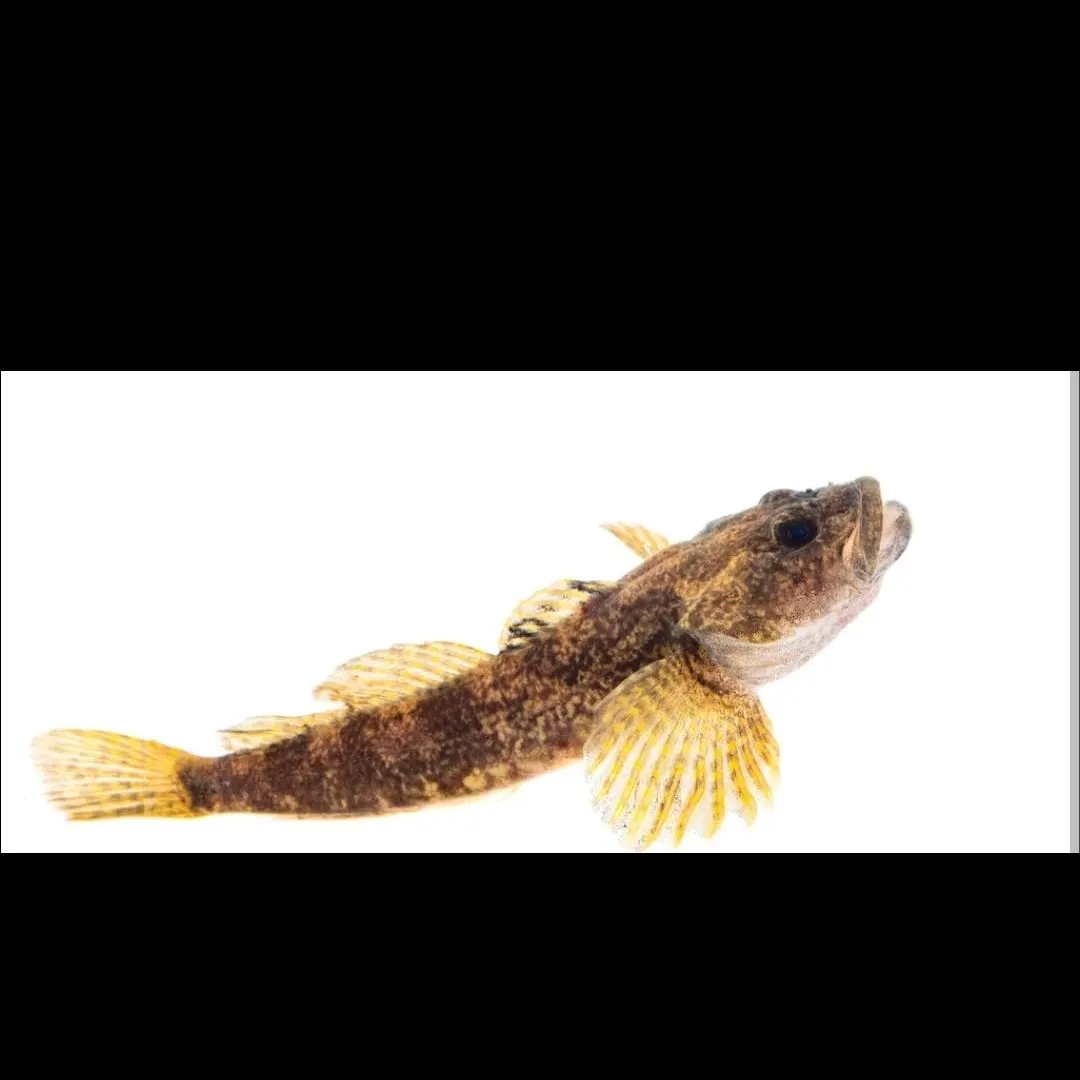 The most recent Slimy sculpin catches on Fishbrain