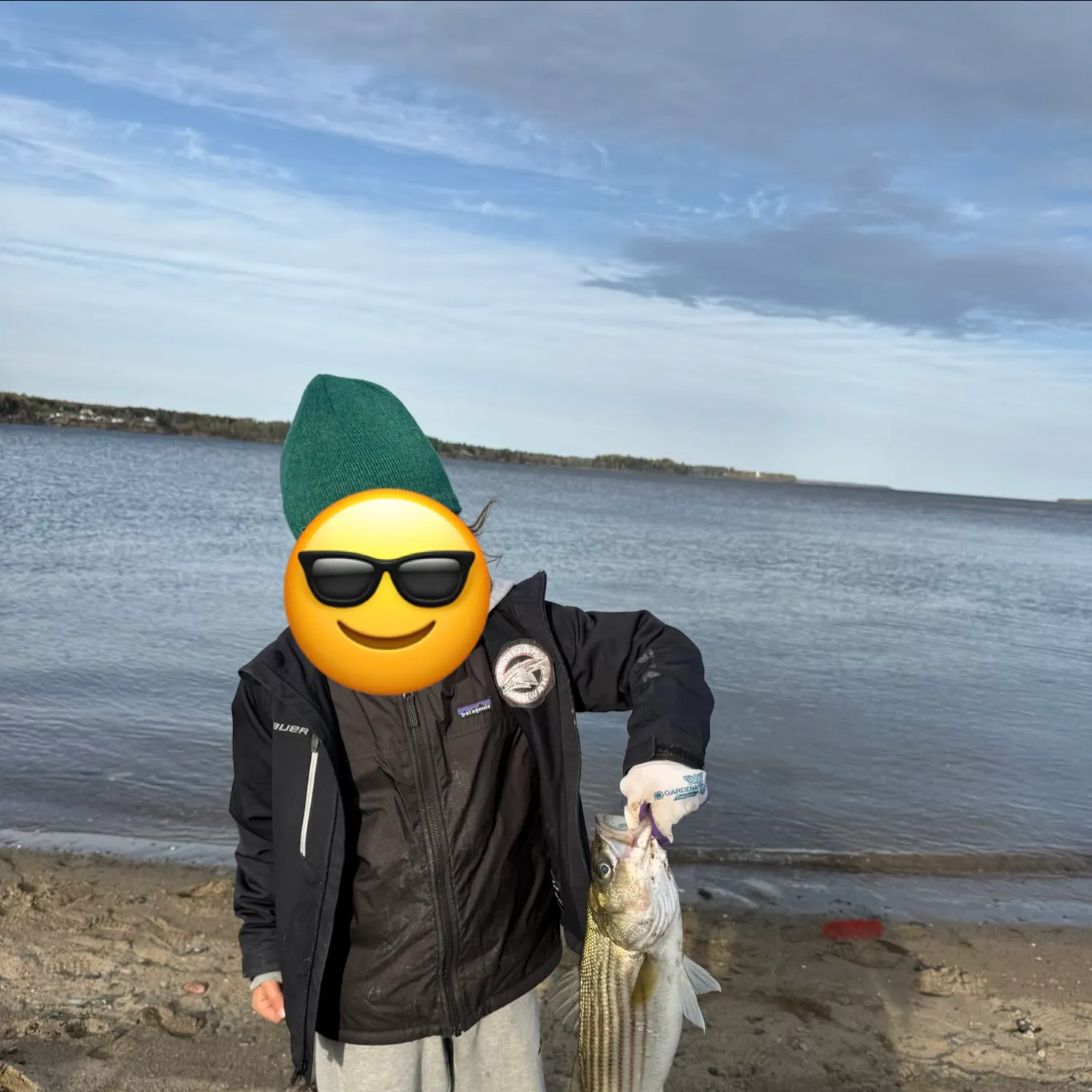 Striped bass caught on Fishbrain