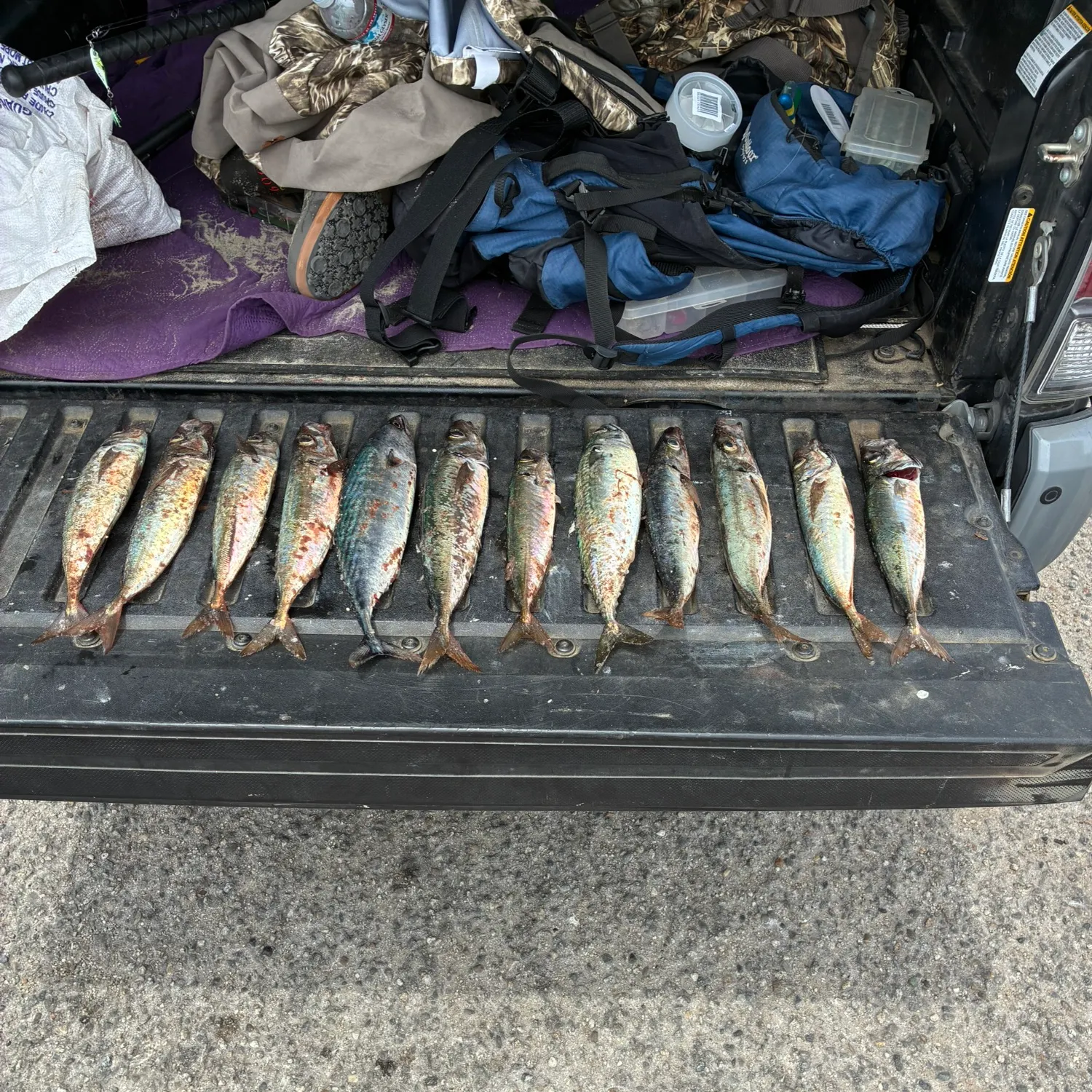 The most recent Blue mackerel catches on Fishbrain