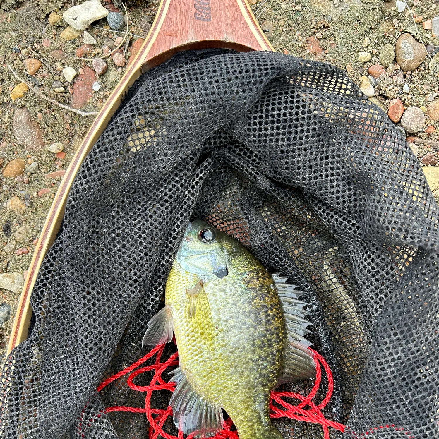 Bluegill caught on Fishbrain