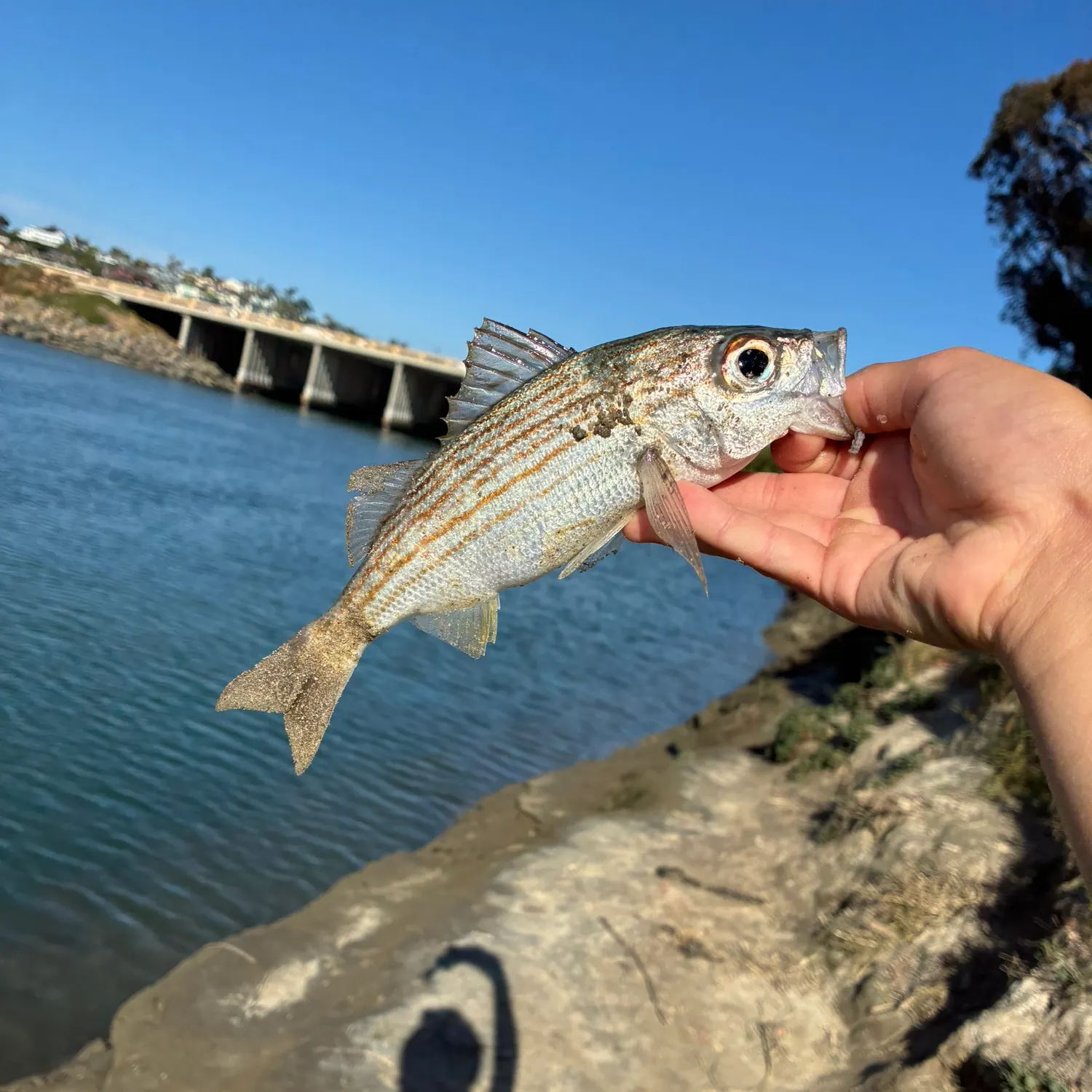 The most recent Salema porgy catches on Fishbrain