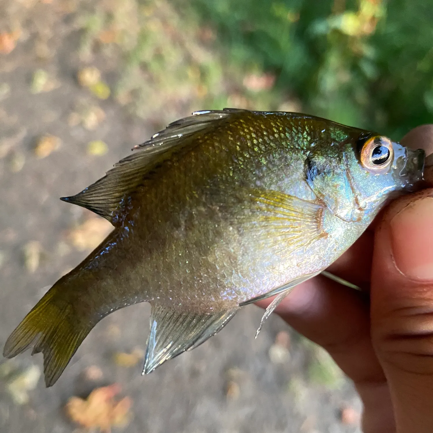 Bluegill caught on Fishbrain