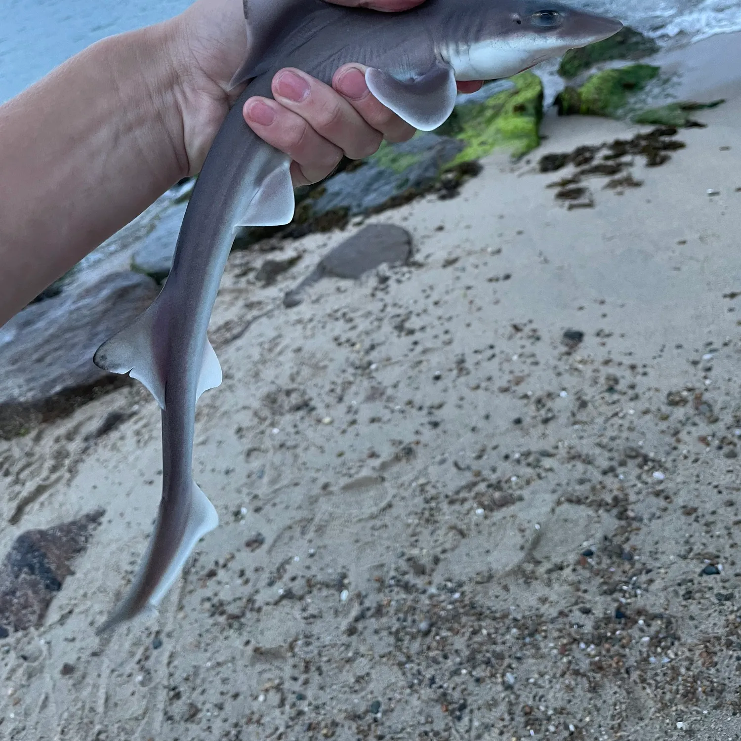 Dusky smooth-hound caught on Fishbrain
