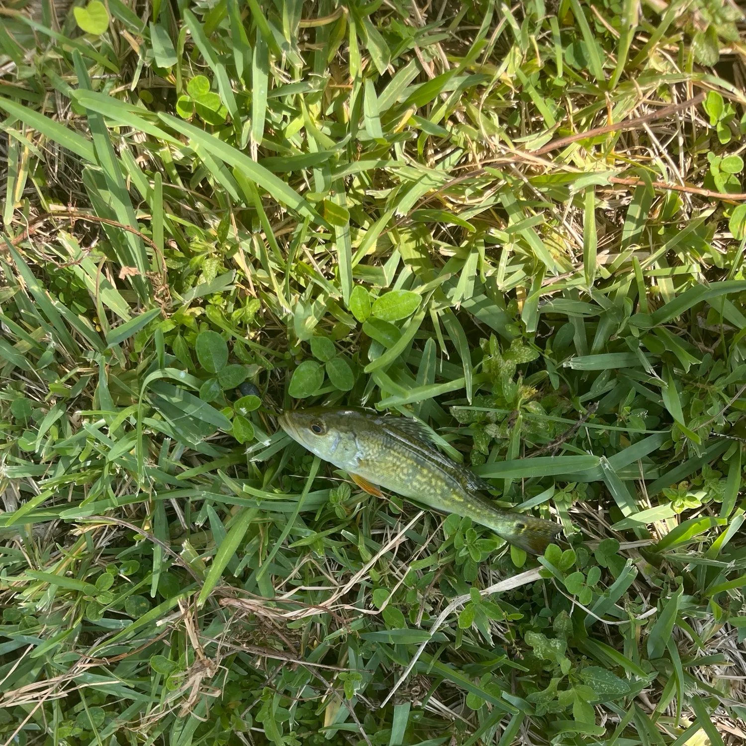 Butterfly peacock bass caught on Fishbrain