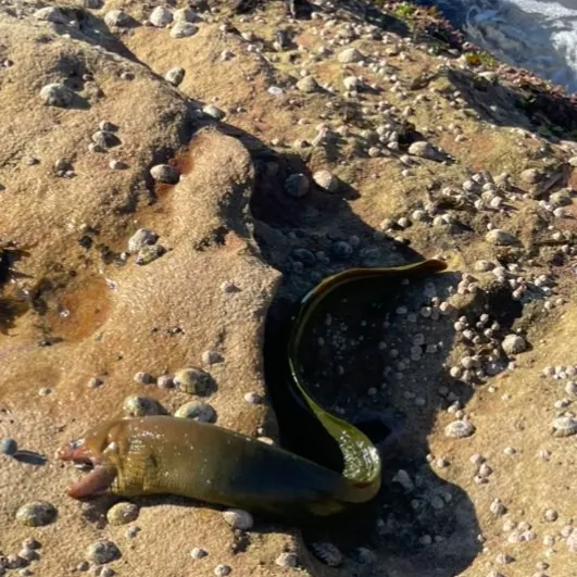 The most recent Green moray catches on Fishbrain