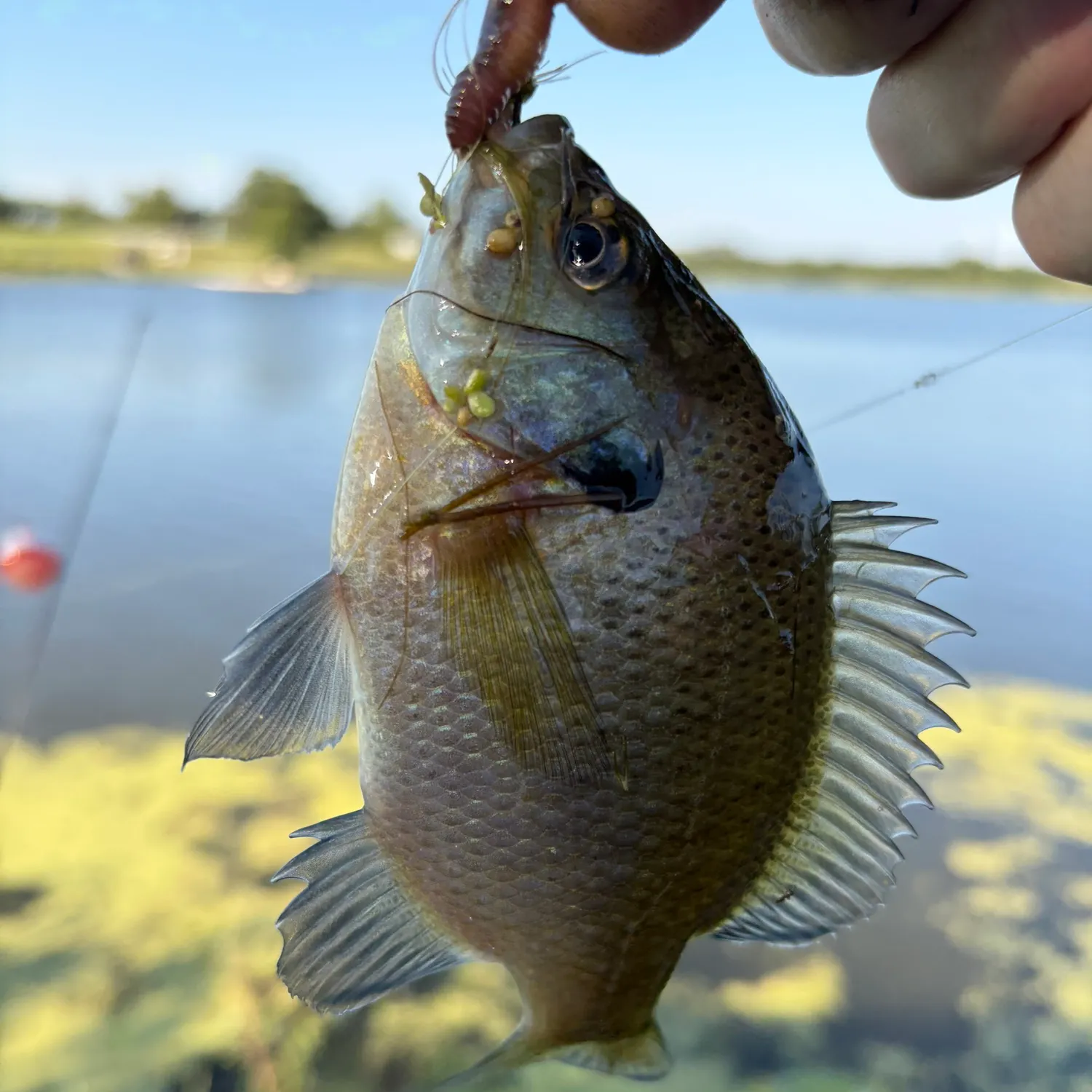 Bluegill caught on Fishbrain