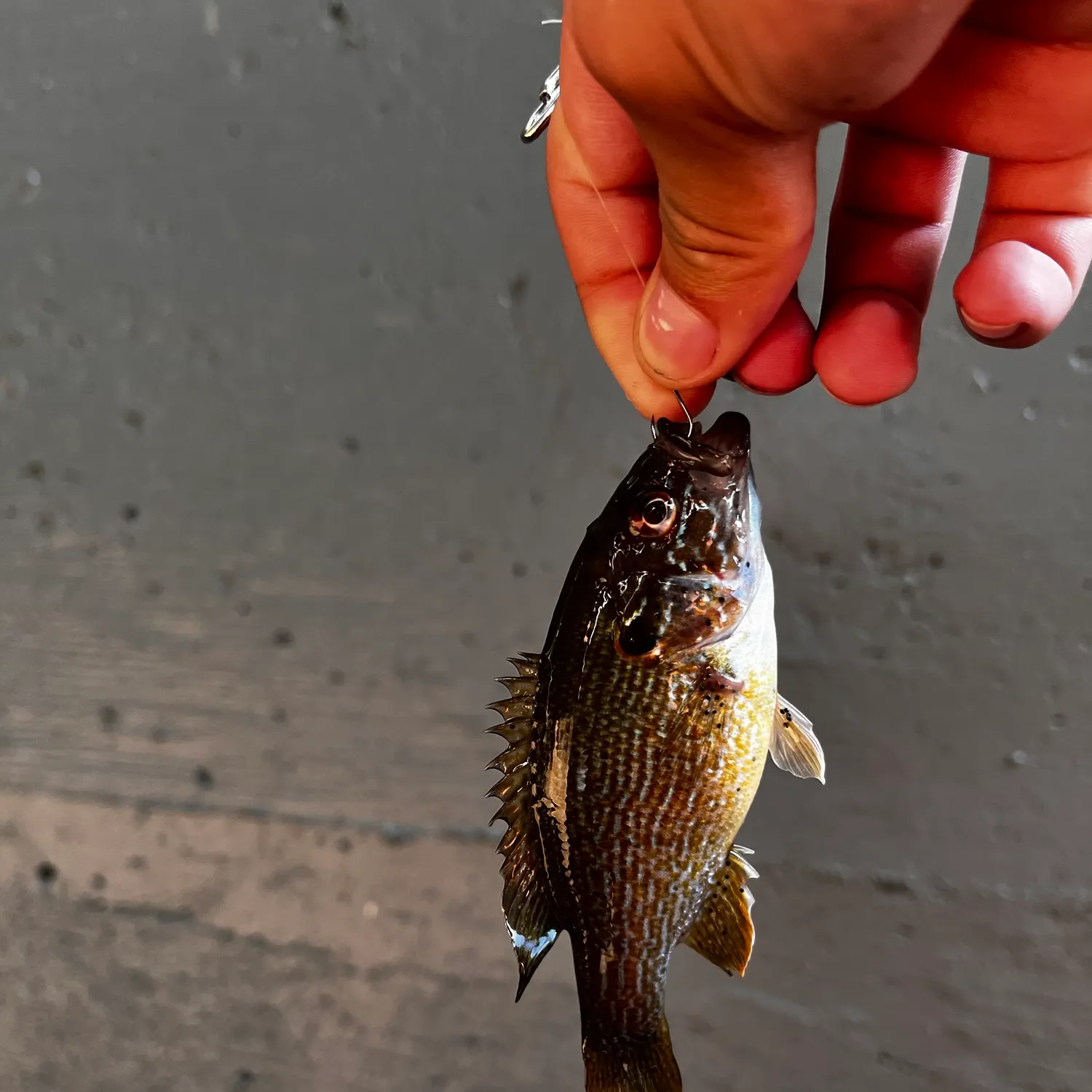Green sunfish caught on Fishbrain